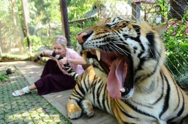 Catch a Tiger by the Tail... and Take a Bite!