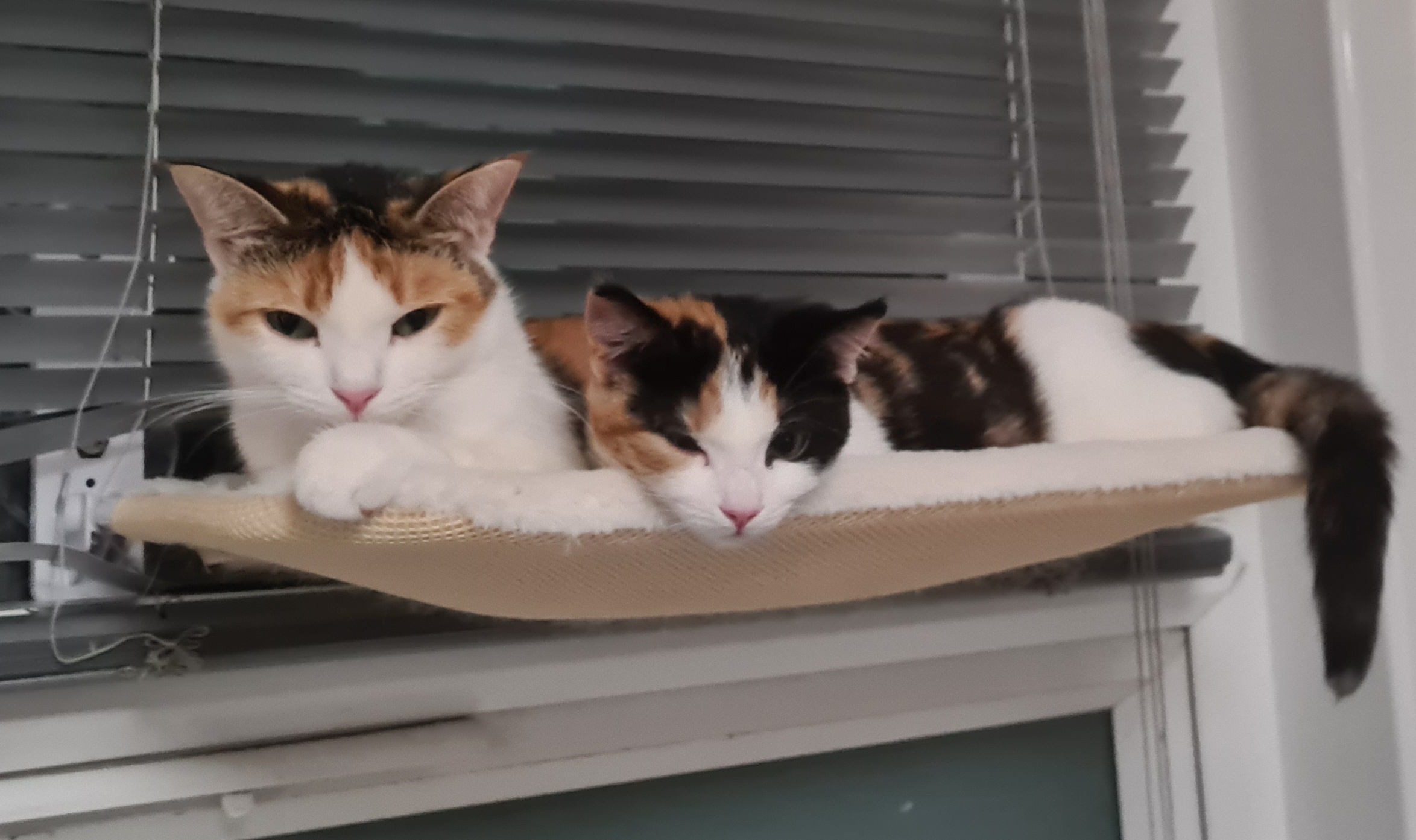 Introducing the Sisfurs: A Furry Delight