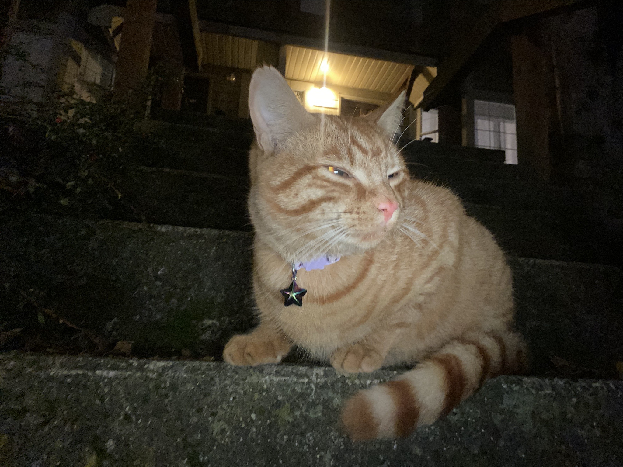 Adorable Cat I Discovered on My Adventures