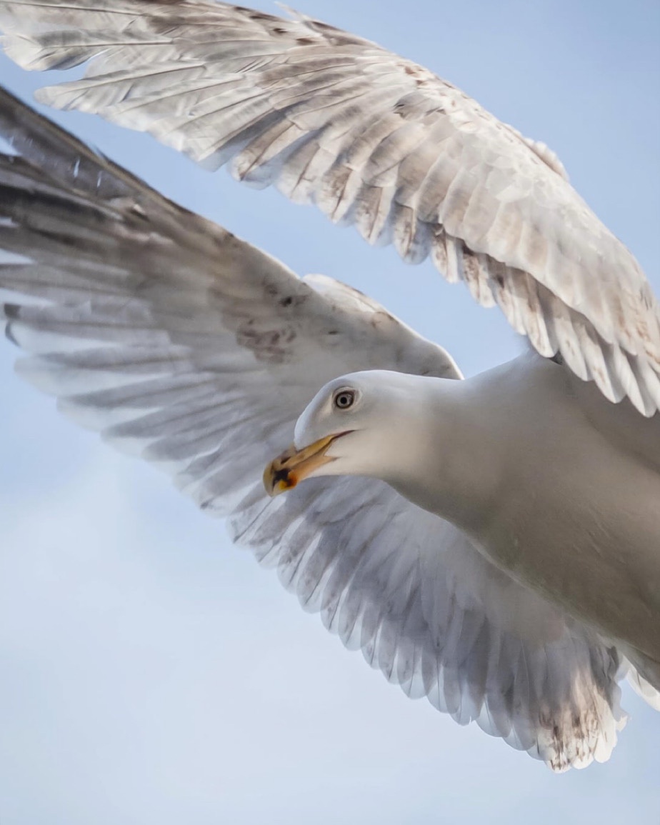 A Seagull Soaring Through the Sky