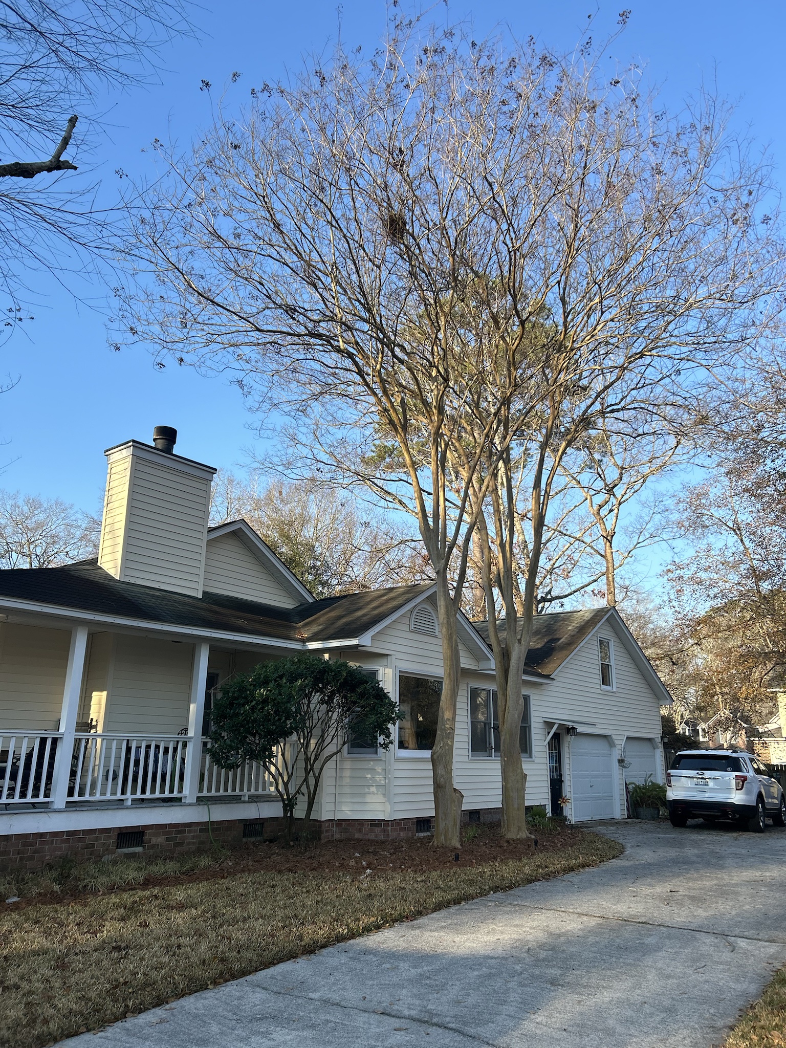 My Dad's Beloved Crepe Myrtles in All Their Glory!