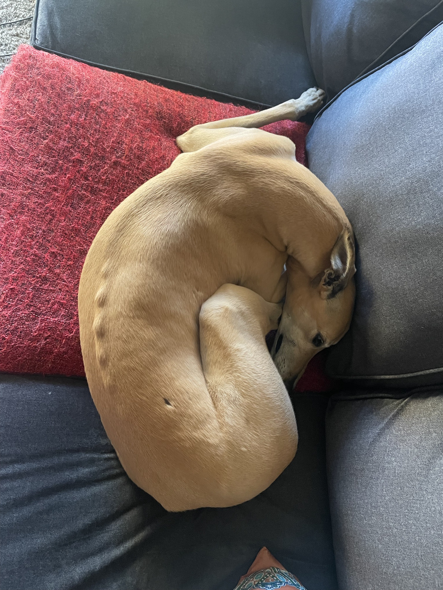 The Adorable Intermission Dog Stealing Hearts