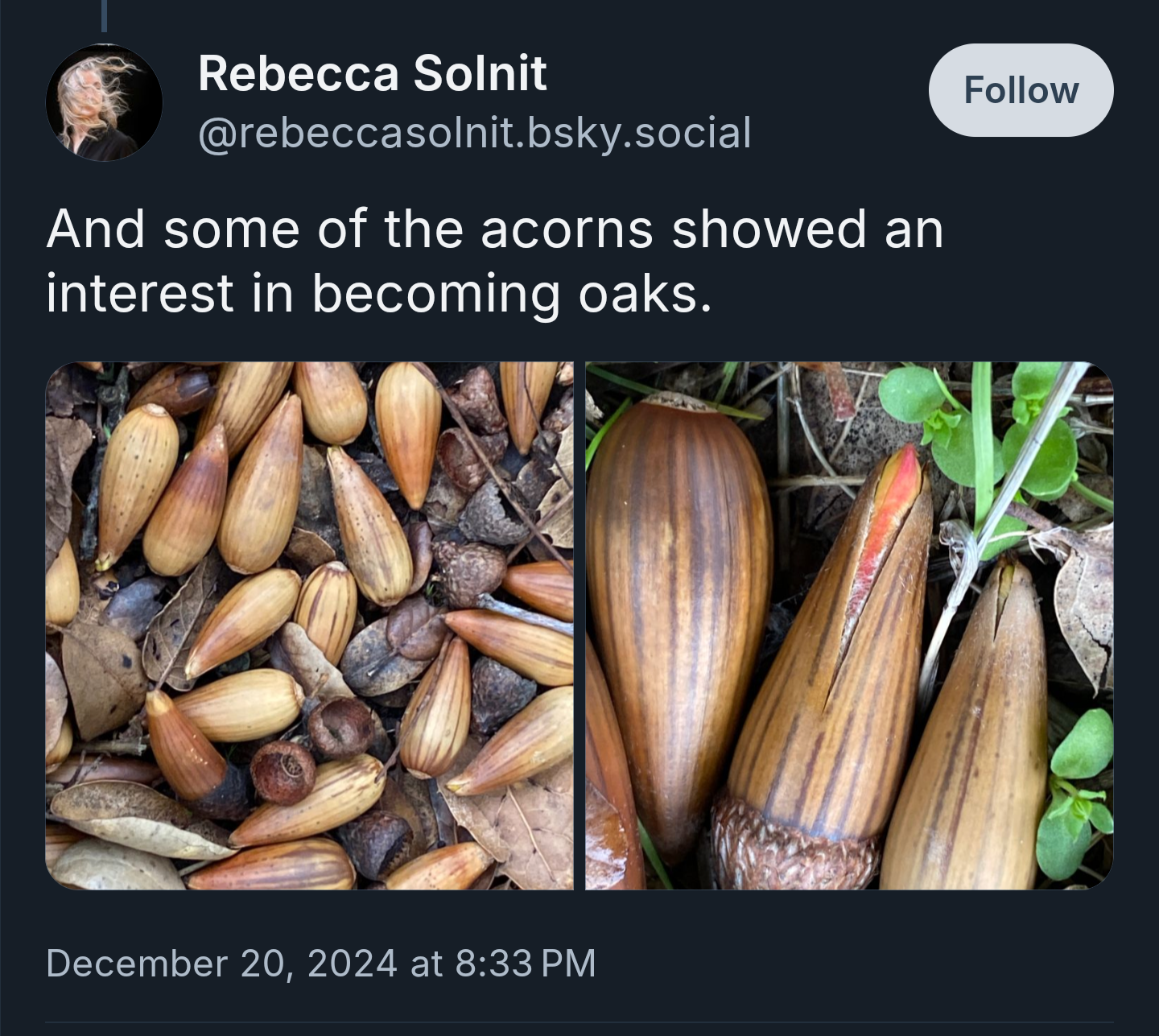 Absolutely, I'm All In for Becoming an Oak!