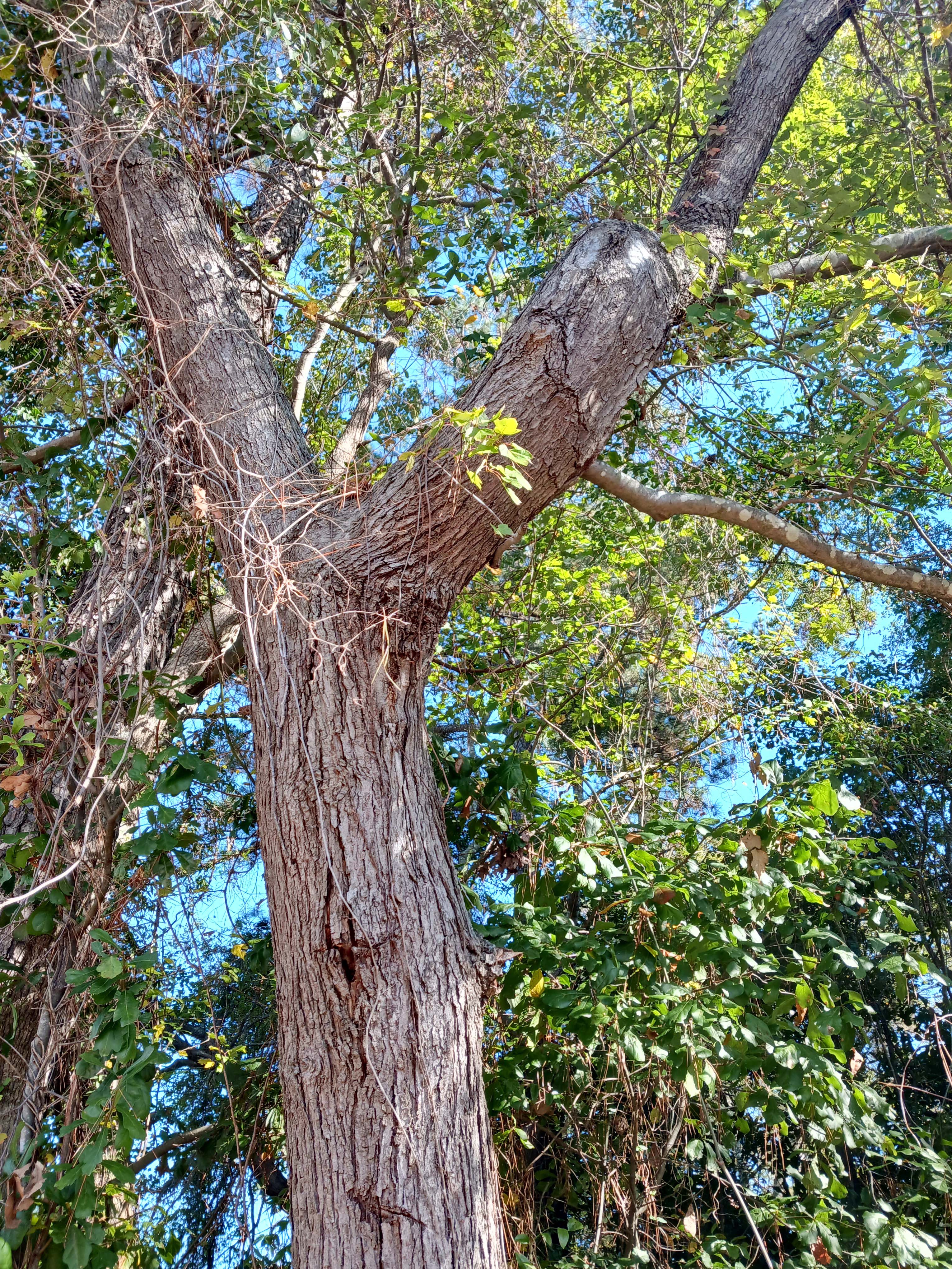 The Fascinating Story of an Interesting Tree
