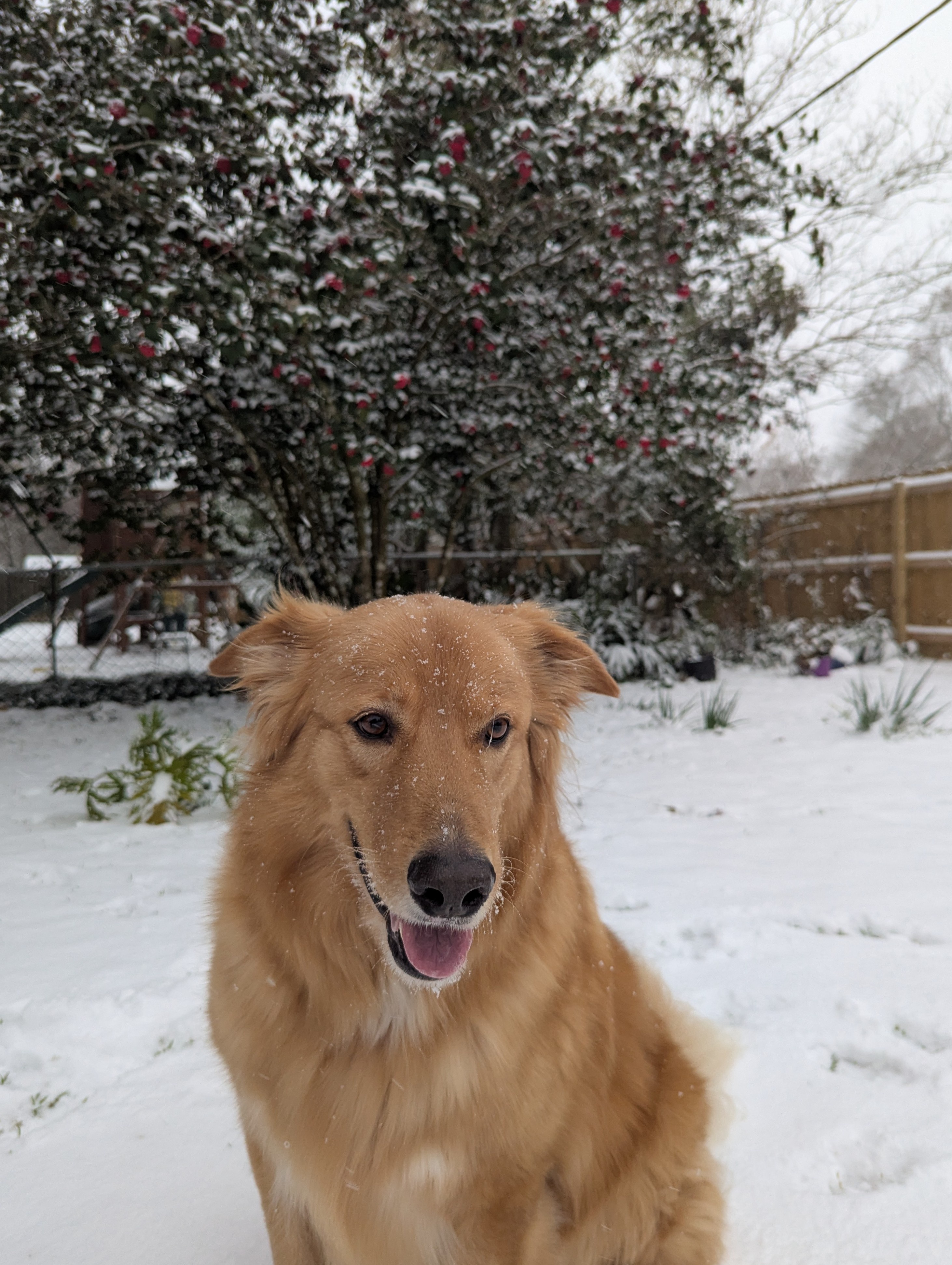 Snow Day 2025: A Winter Wonderland Awaits