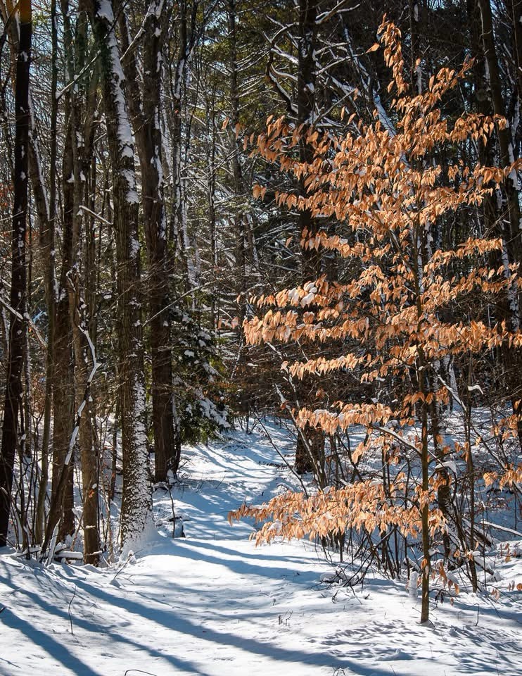 Embracing the Beauty of Snow