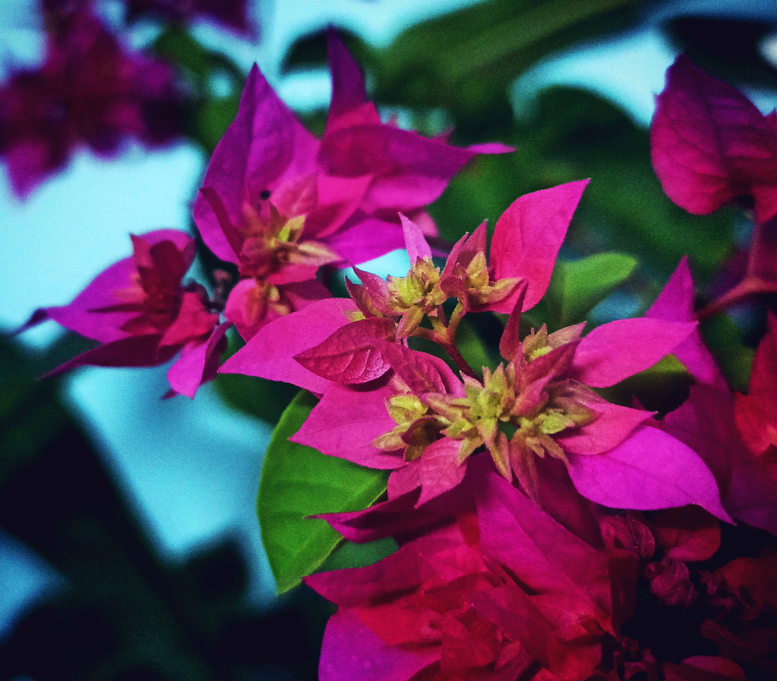 Captivating Flower Photography