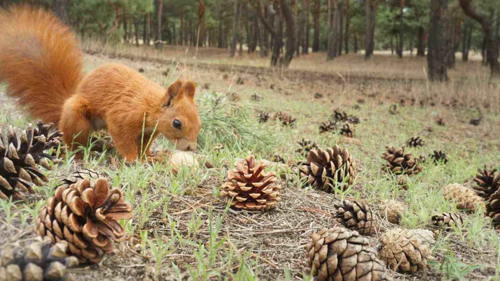 Is Team Acorn gearing up to challenge Team Pine Cone?