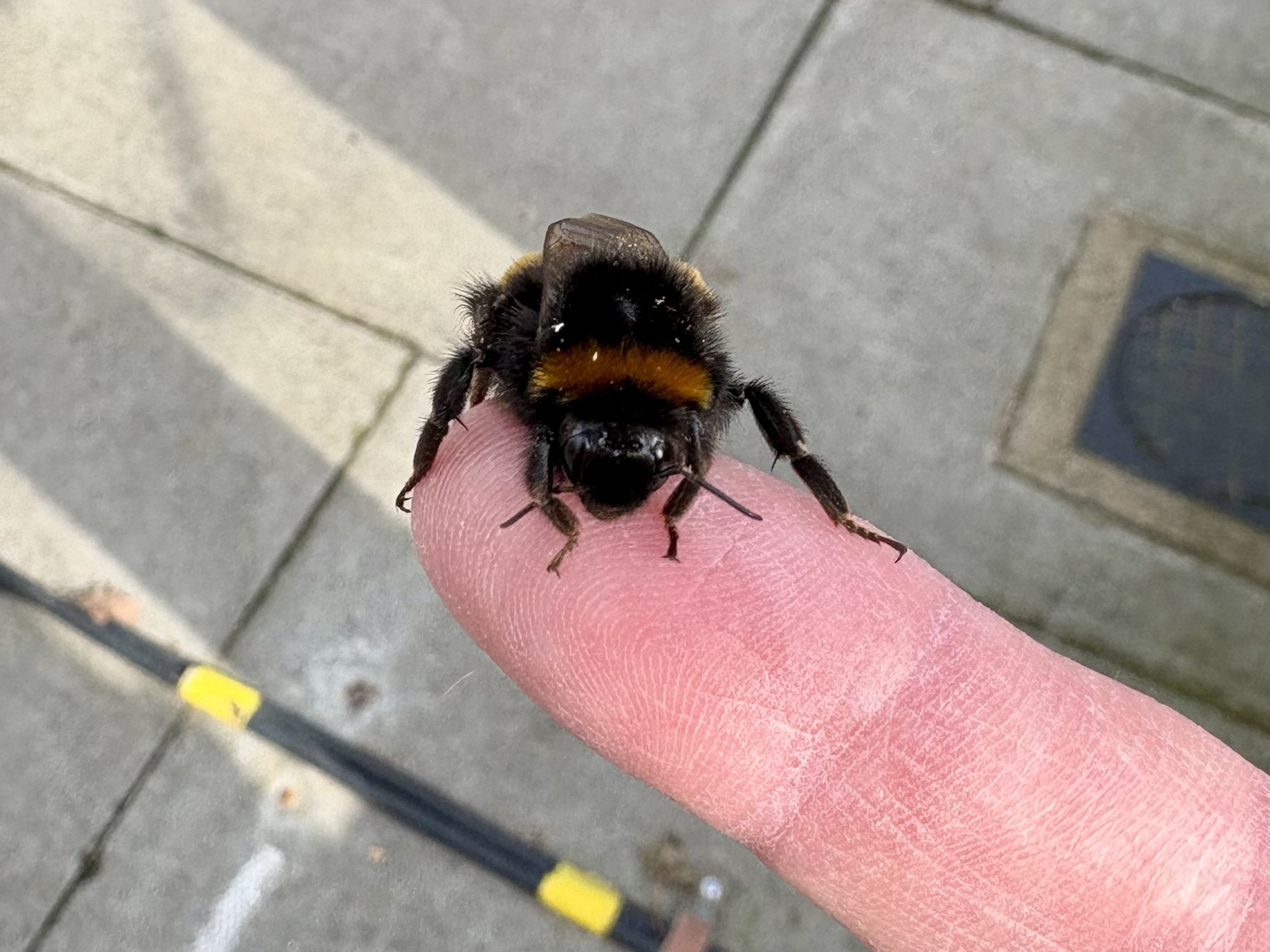 It's that magical time of year when the first queen bumblebees emerge and start their food hunt!