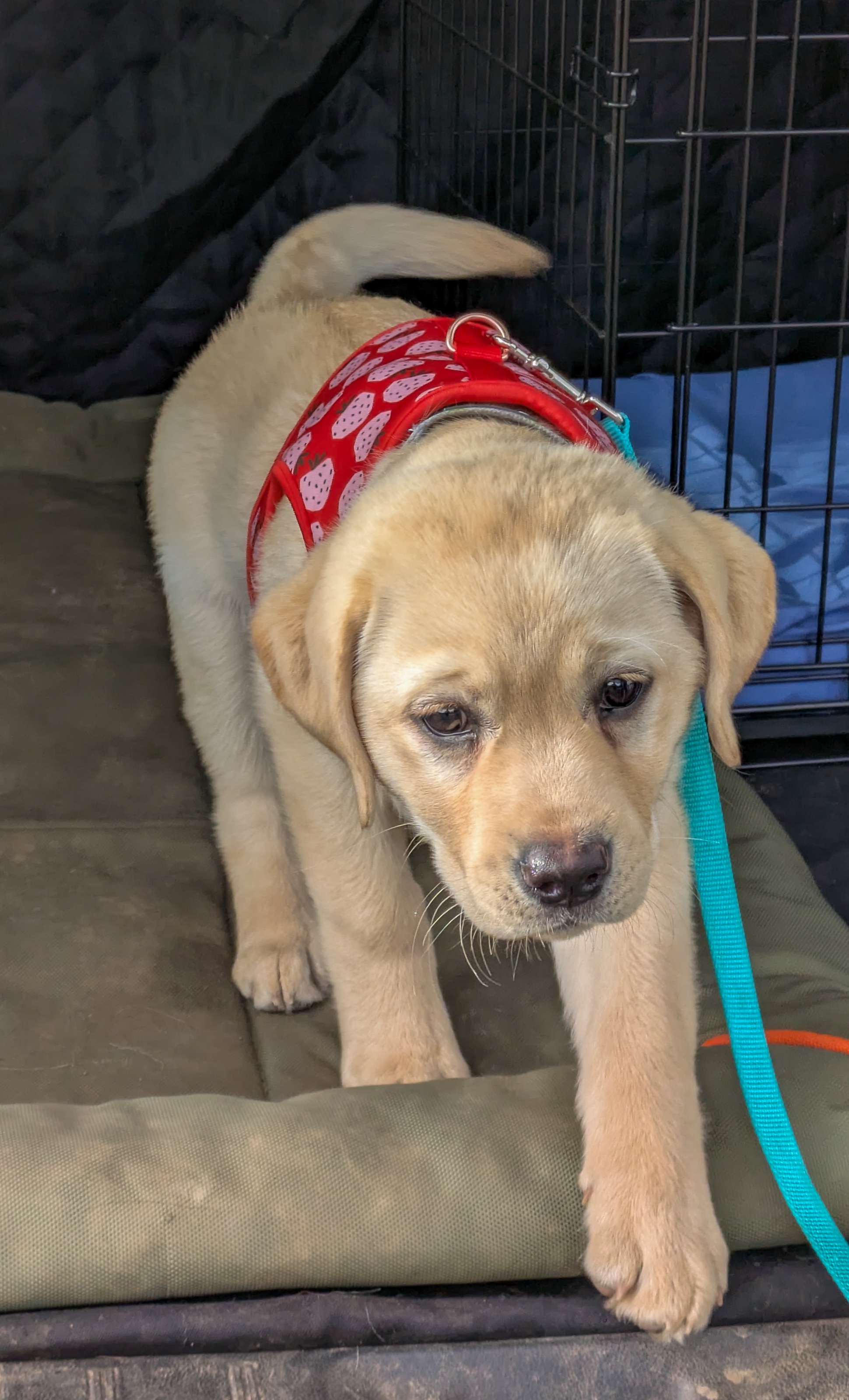 Meet Mizu: The Adorable Yellow Lab Who Steals Hearts