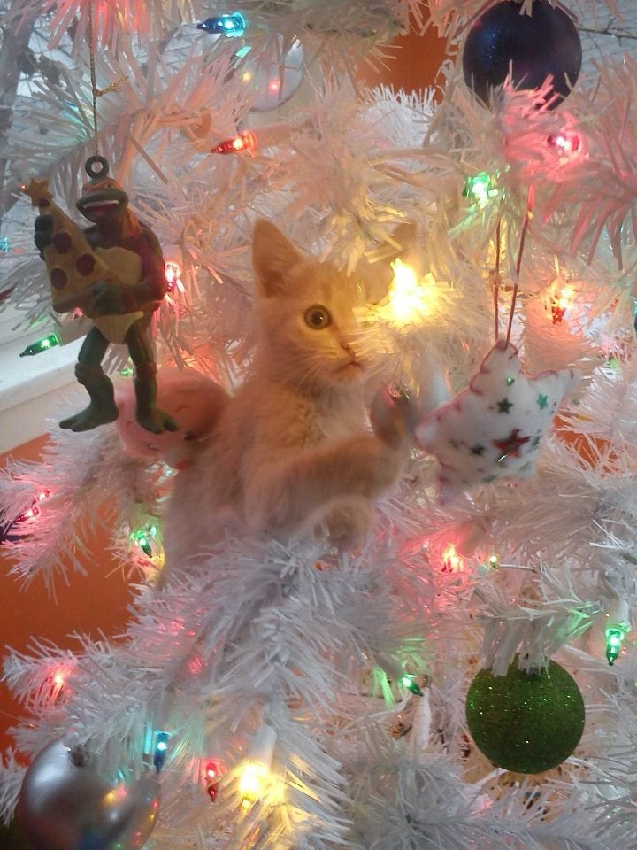 Wishing Everyone a Merry Caturday Celebration!