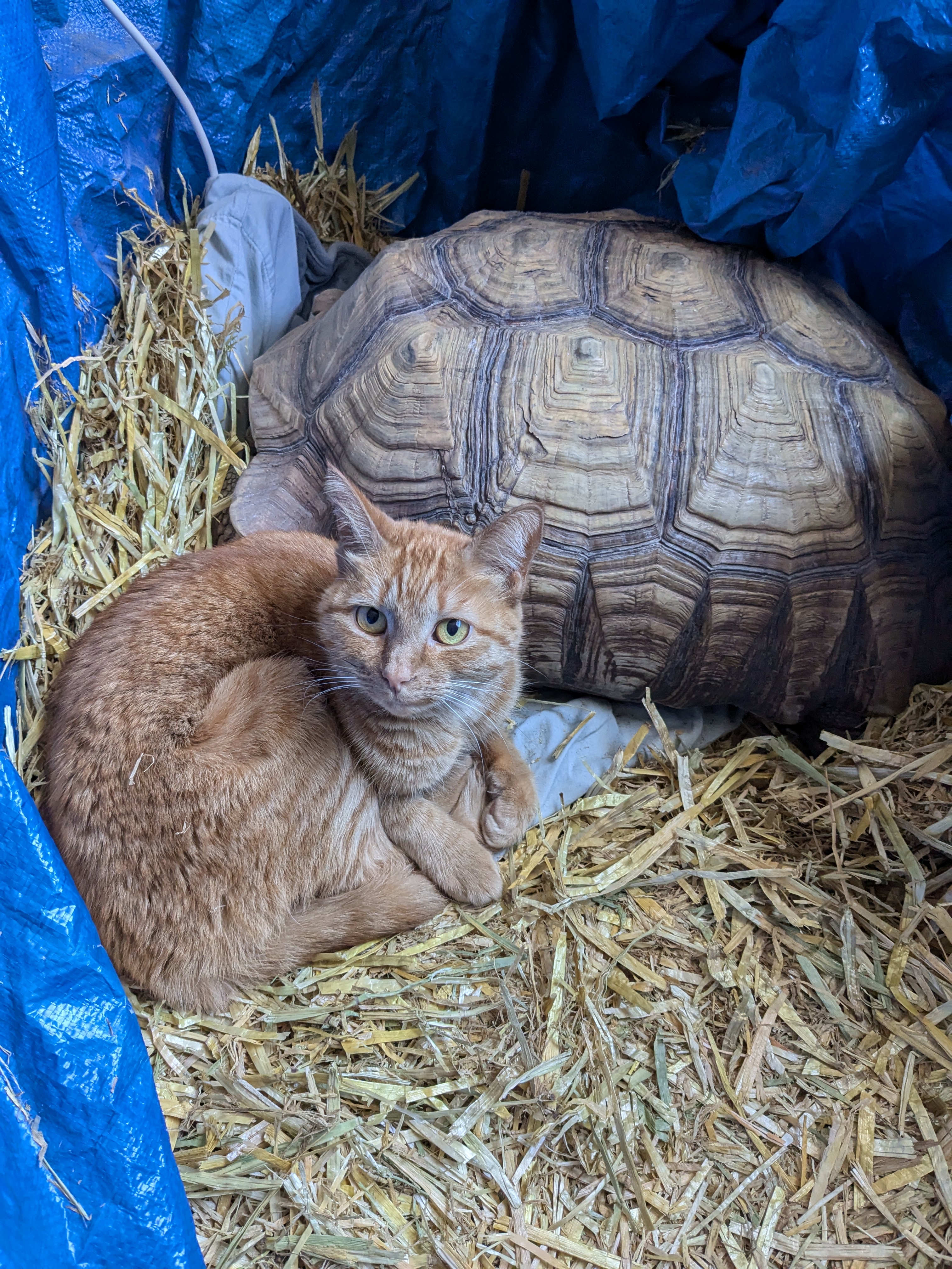 Banshee's Hilarious Struggle to Fit on Kong's Heating Pad