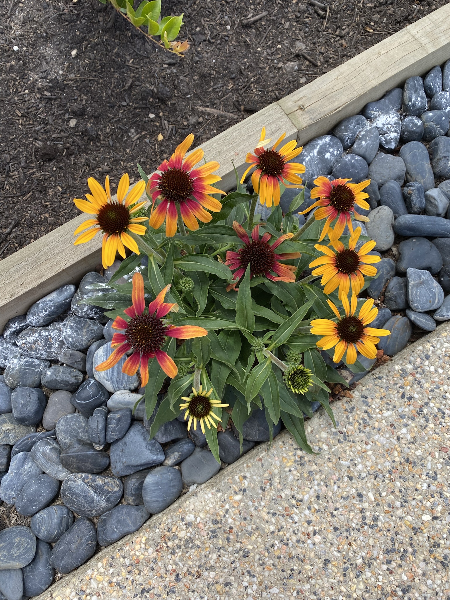 Vibrant Blooms in Full Glory