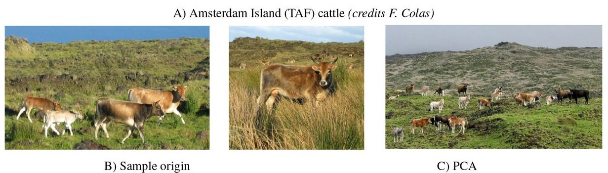 Meet the Recently Extinct Feral Amsterdam Island Cattle - Bred in 2010.