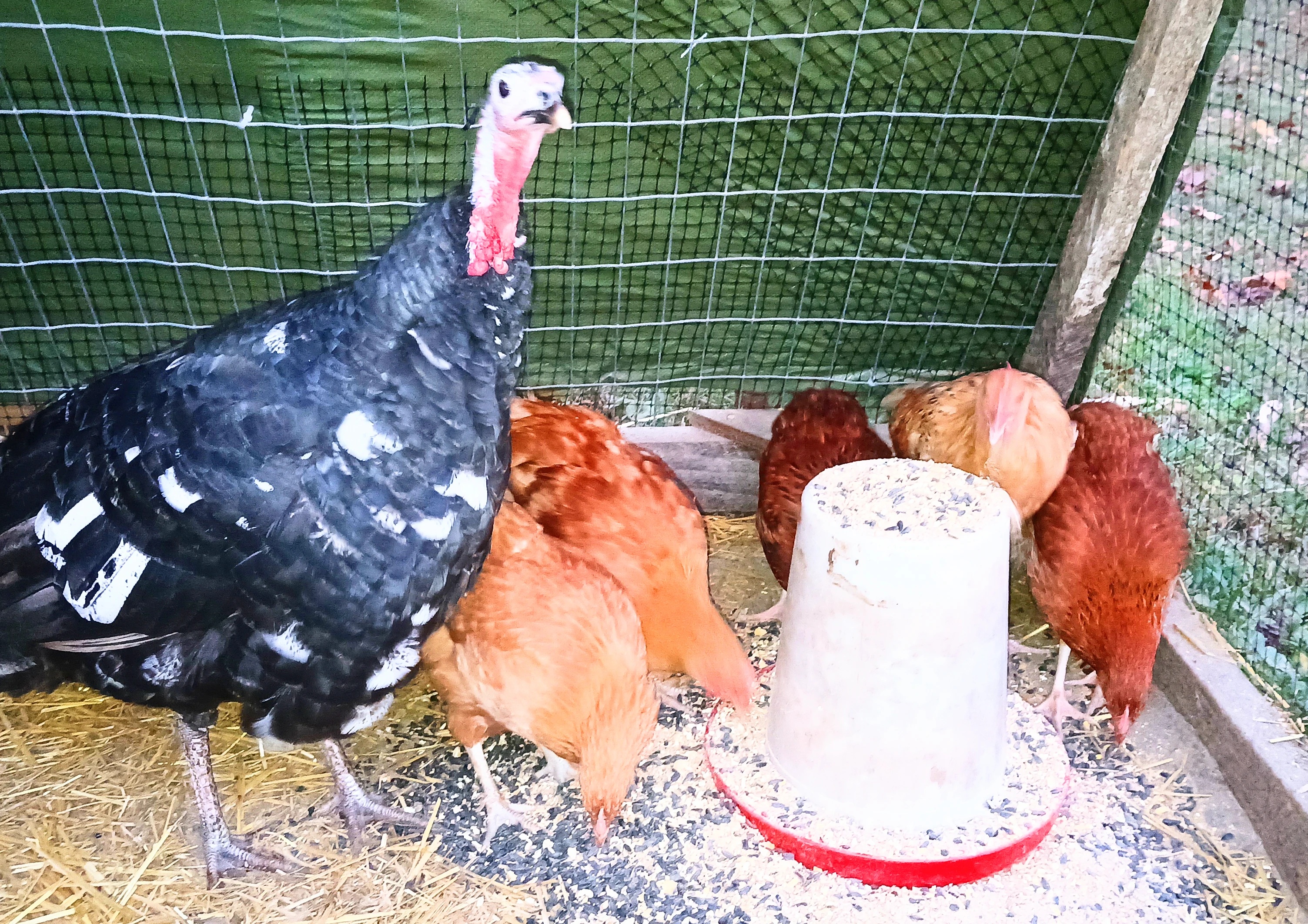 Is TJ and her adorable babies talking to you?