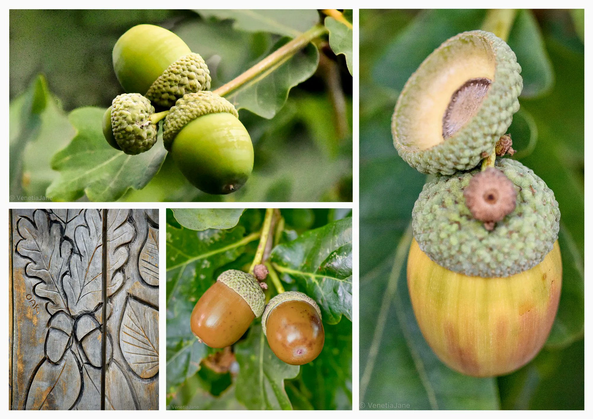 Creative Acorn Cups for every occasion