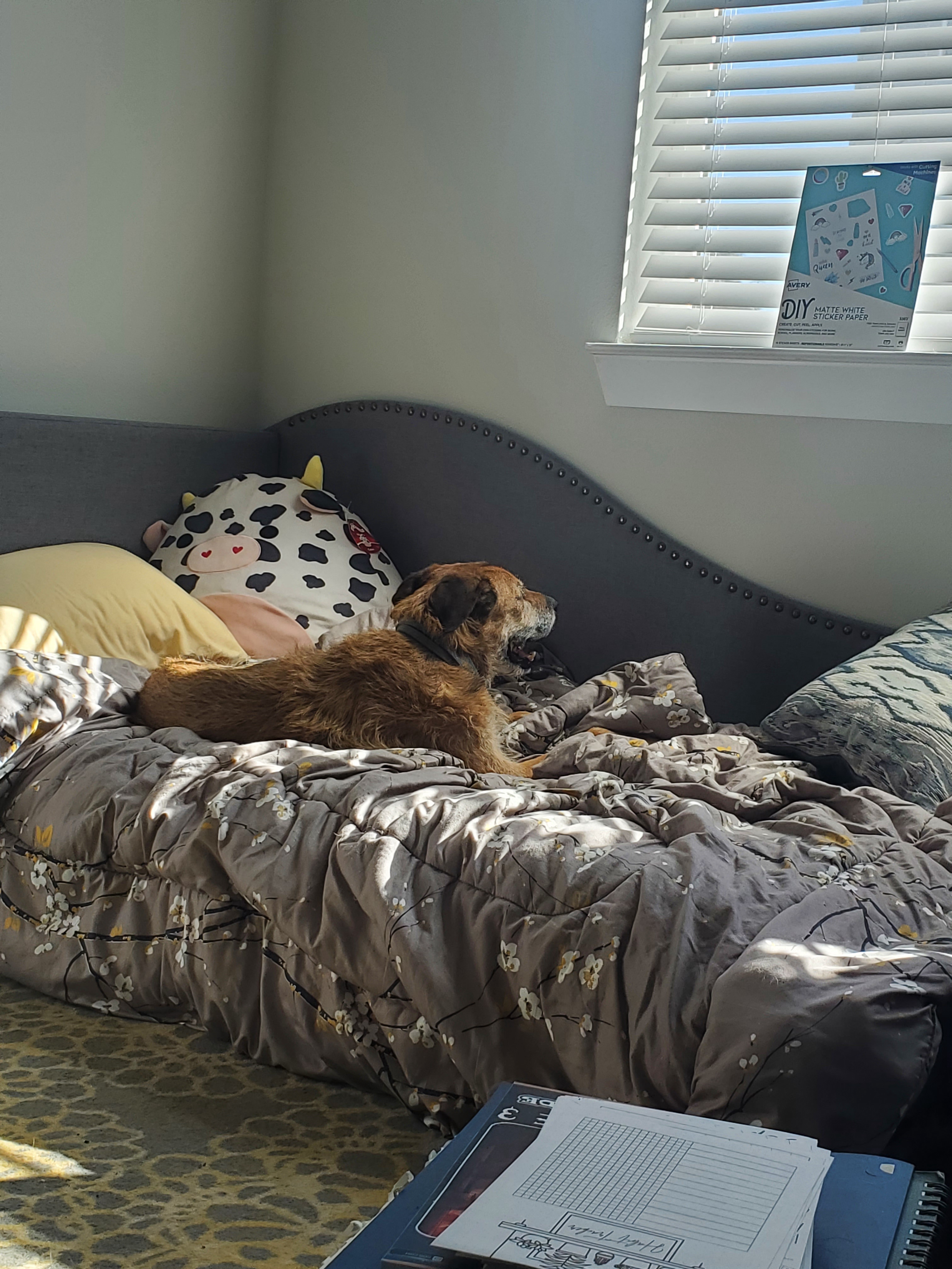 Celebrating Mutt Day with Joy and Love!