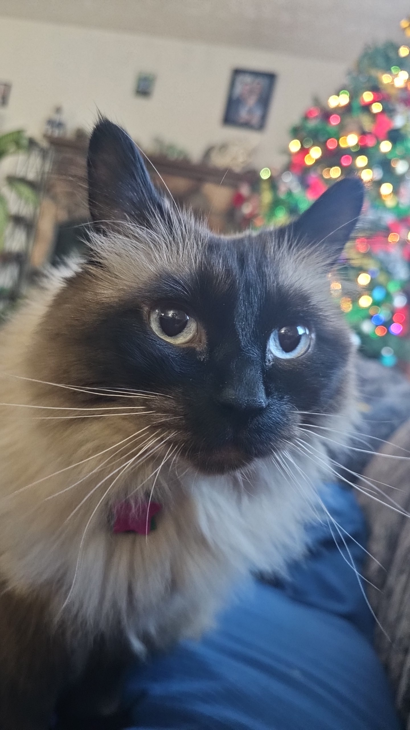 Caturday Vibes with Our Furry Friends