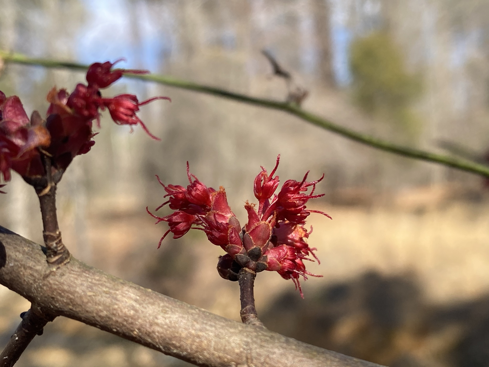 Anticipating the Arrival of Spring!