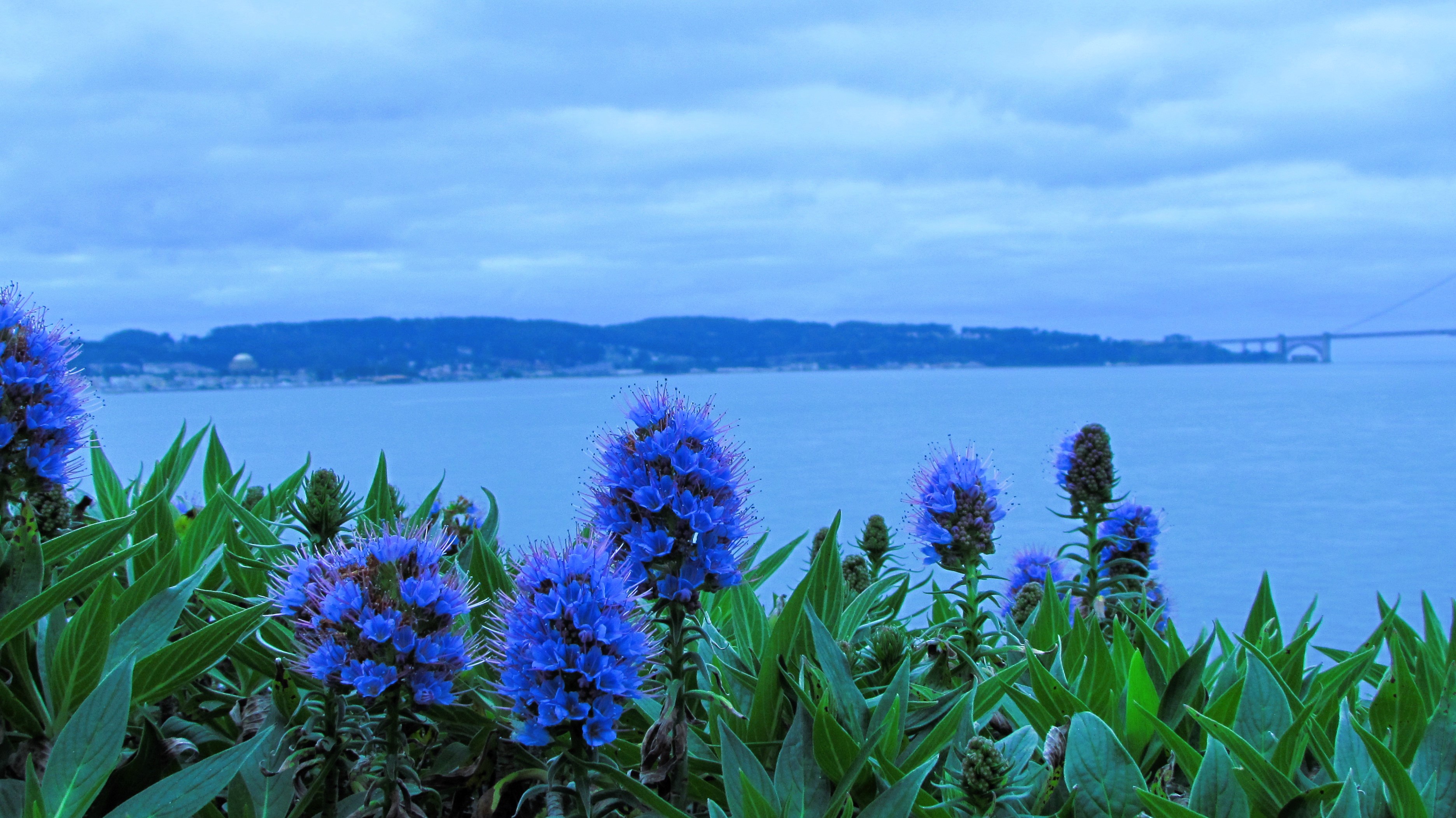 A Burst of Color Brightens a Gloomy Grey Afternoon