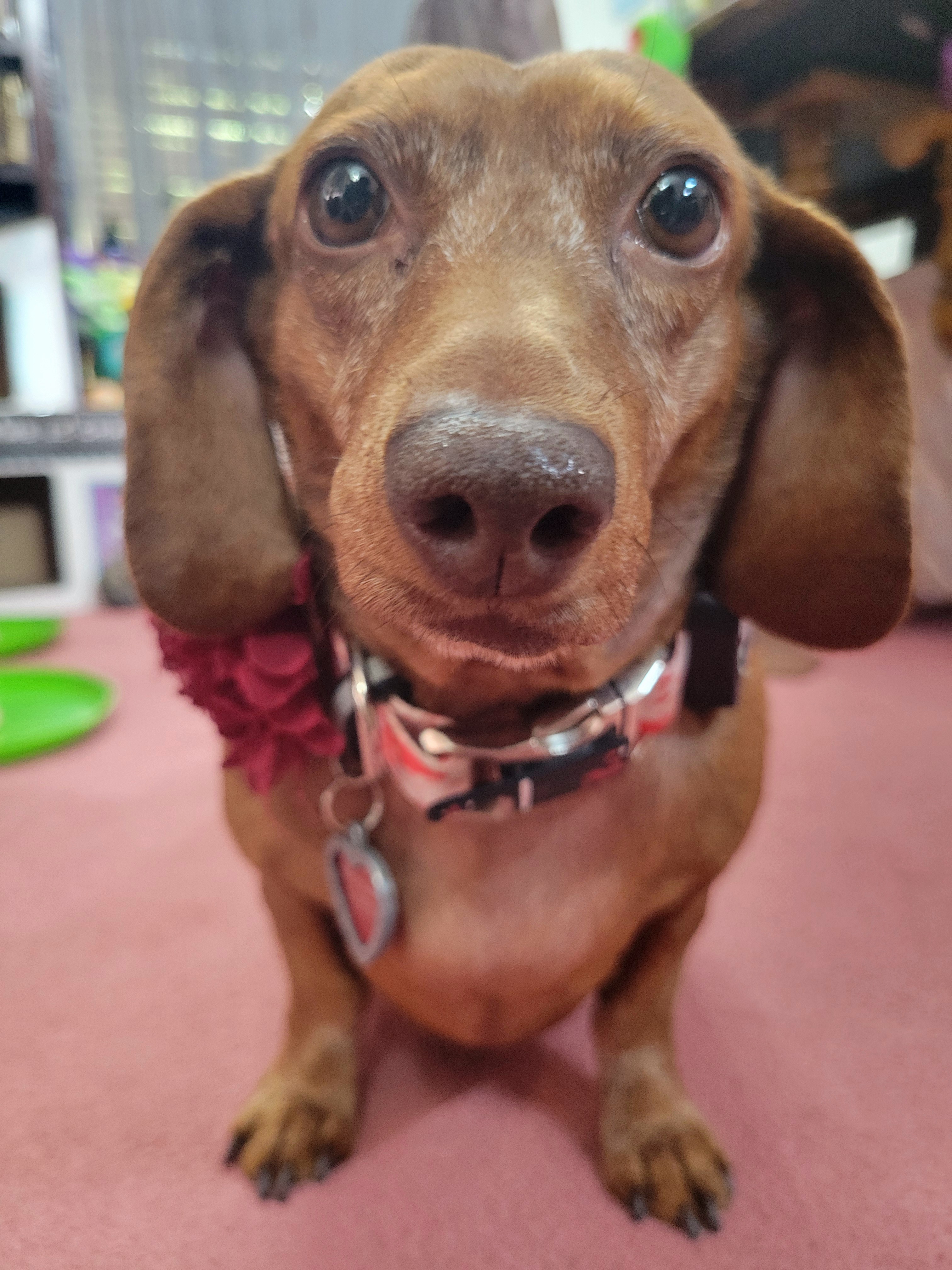 Meet my adorable pup, Tiger Lilly! #676