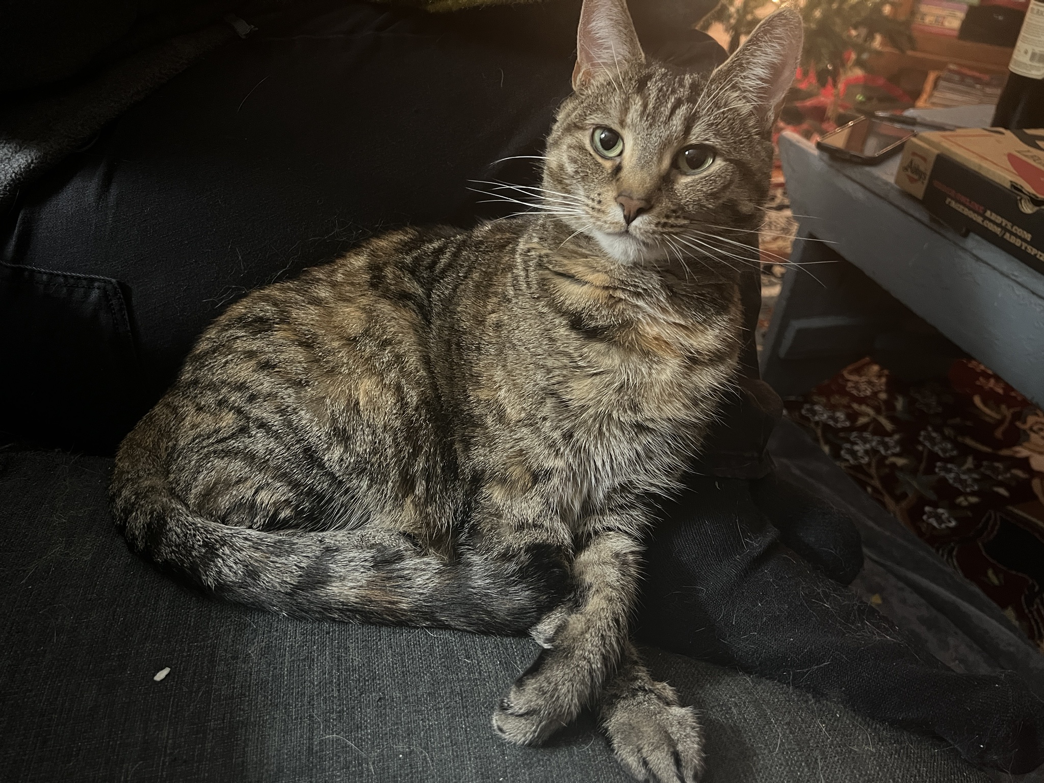 A Daily Dose of Cat Cuteness to Brighten Your Day