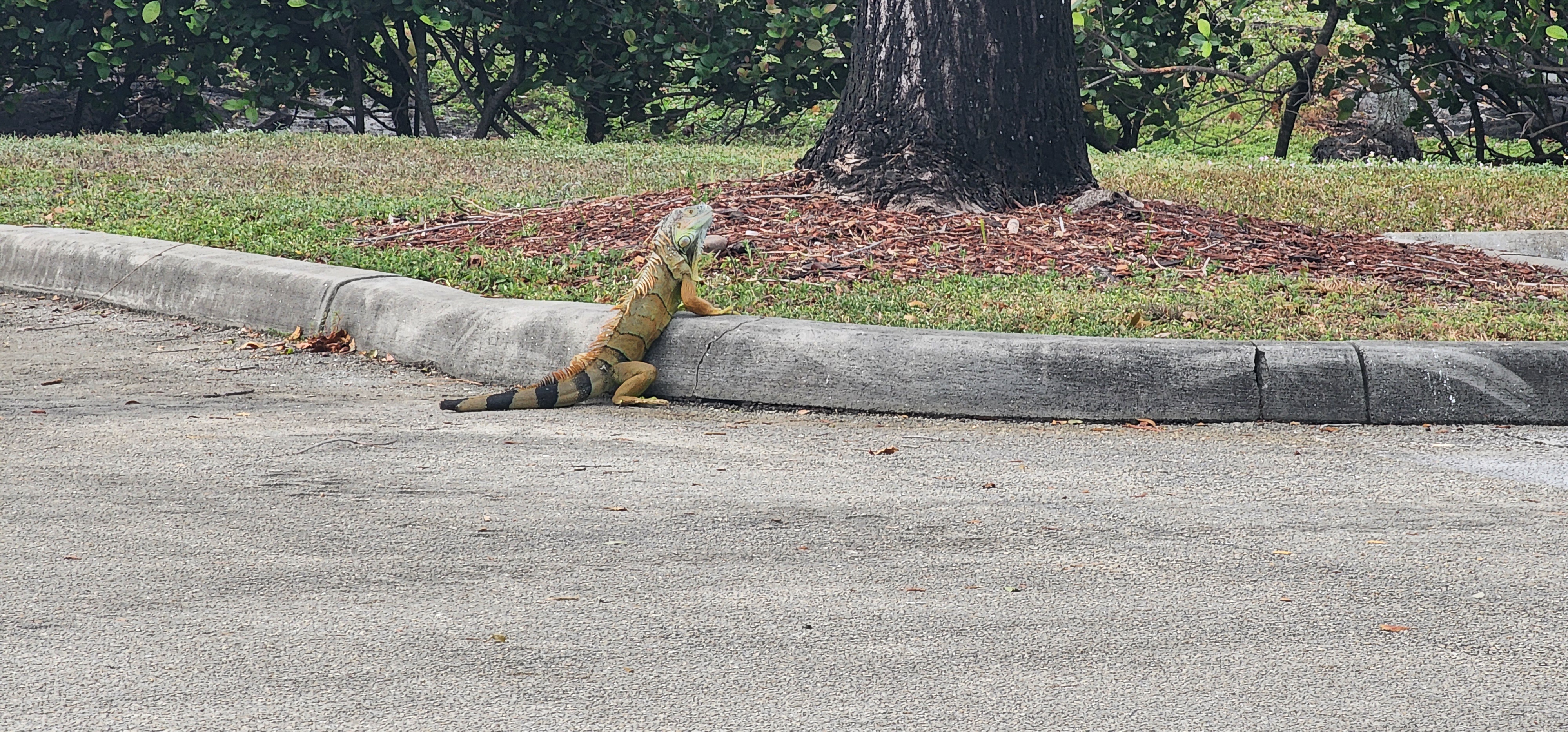 The Fascinating Wildlife I Encountered in Florida