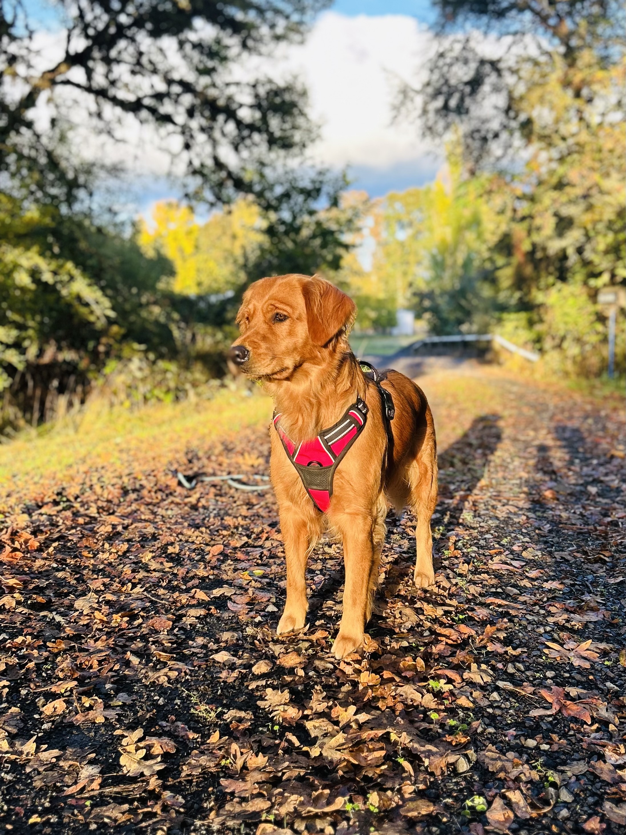 Meet Mollie: The Star of the Show