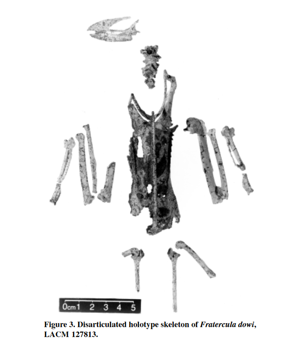 Discovering the ancient puffin: Fratercula dowi fossil