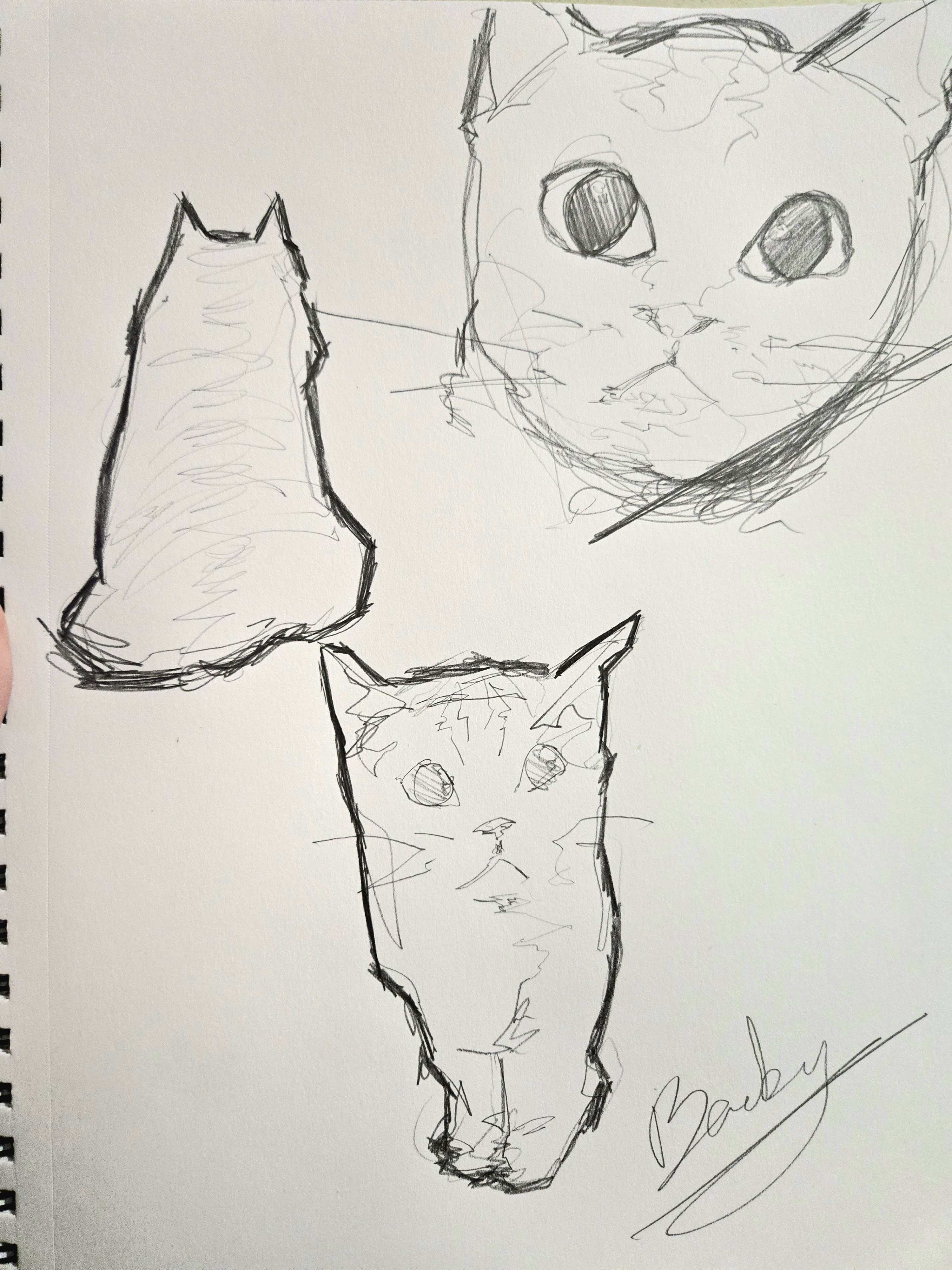 Meet Kity: The Adorable Feline