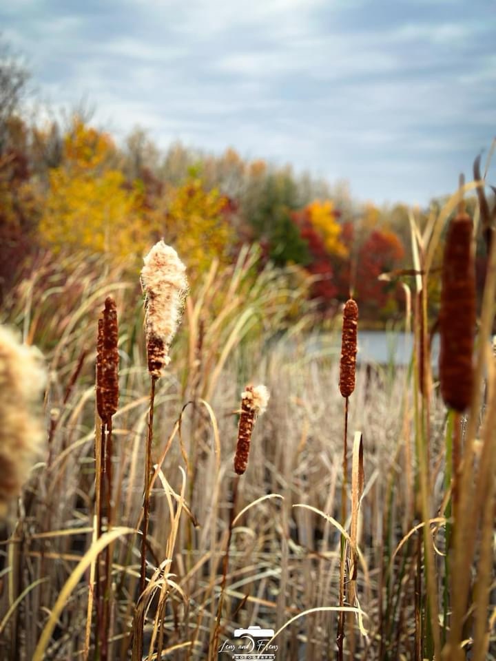 Nature's Grace: The Beauty of Reeds