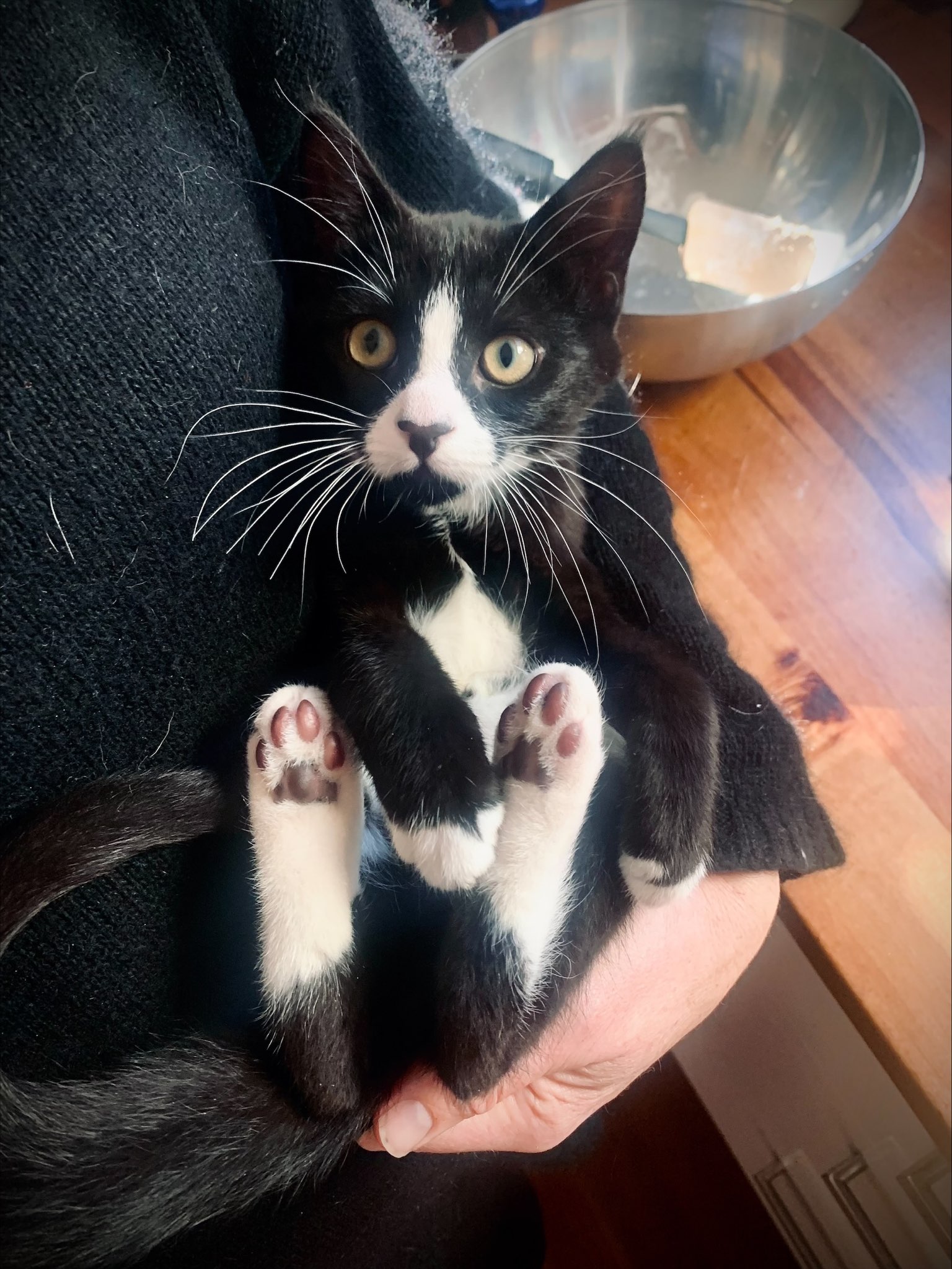 Meet Little Slippy: The Adorable Star of the Show