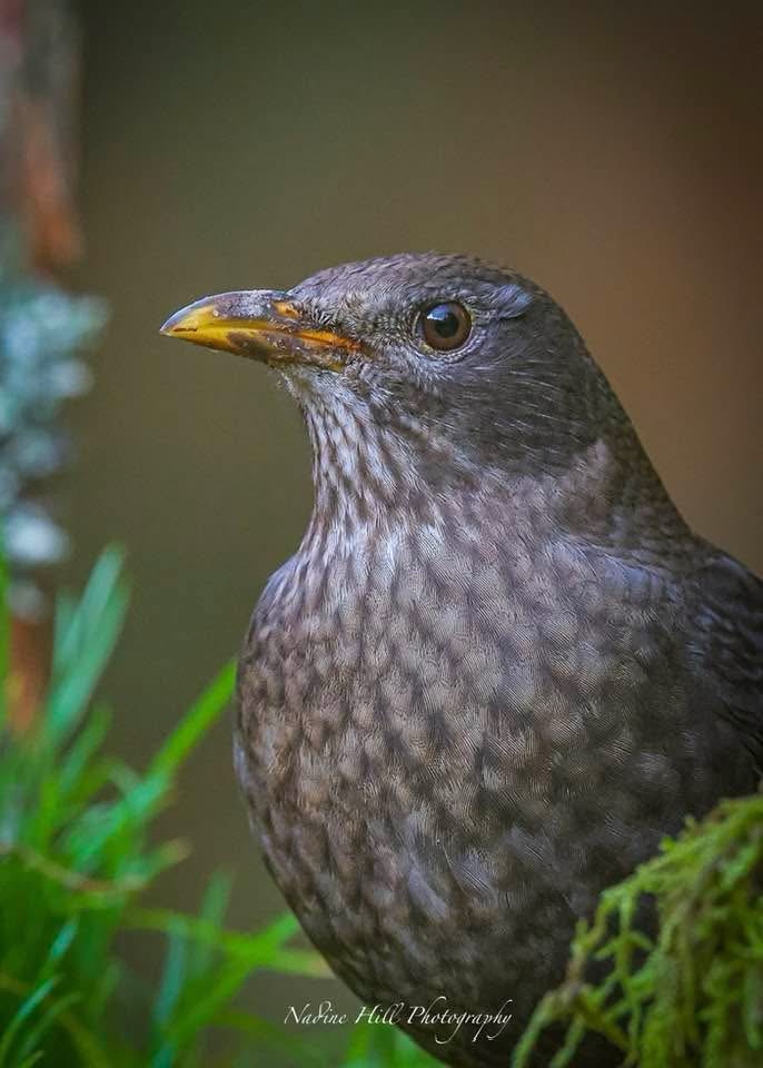 The Enigmatic Blackbird in All Its Glory