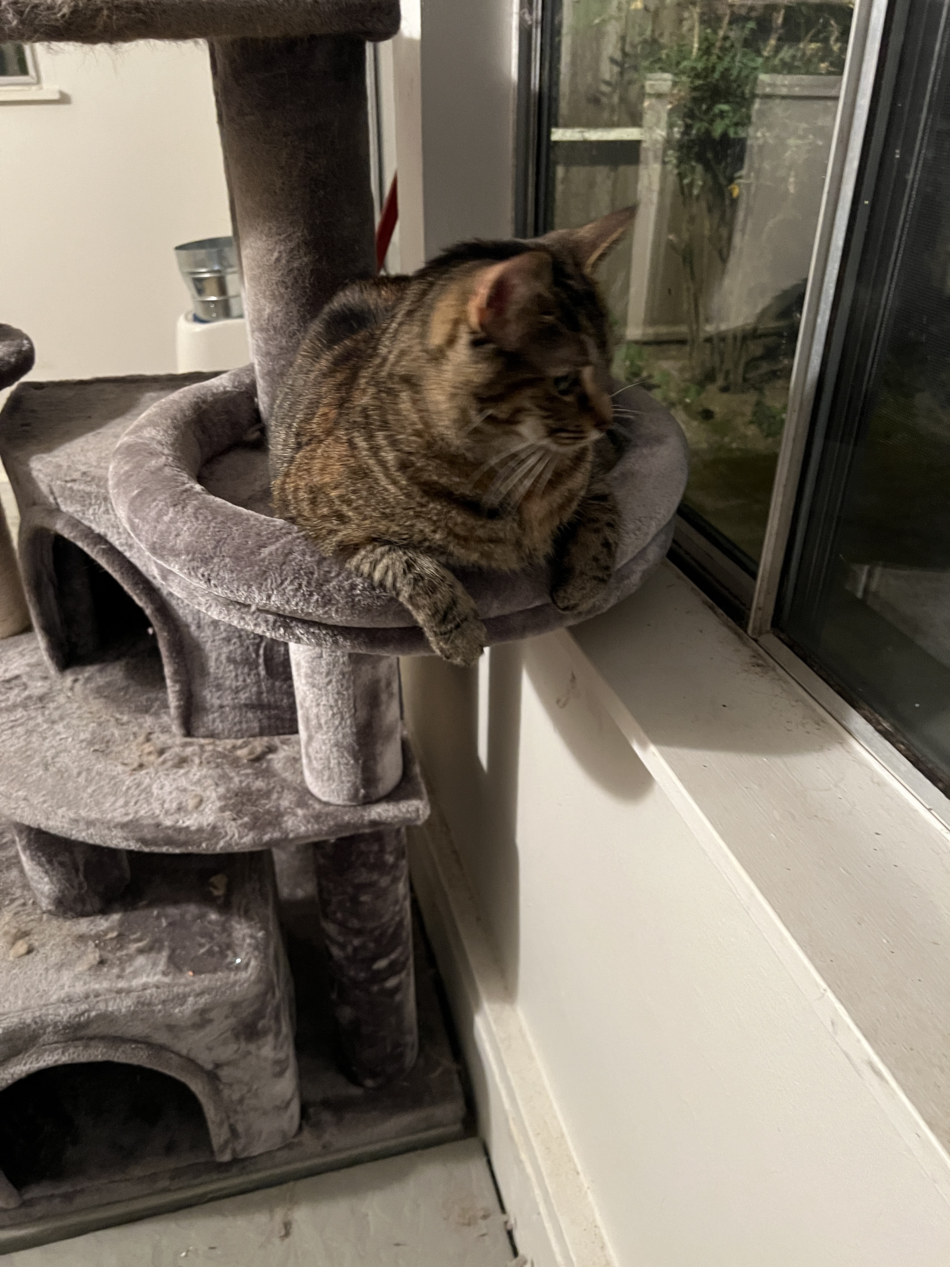 Your Daily Dose of Cuteness: A Cat Picture to Brighten Your Day