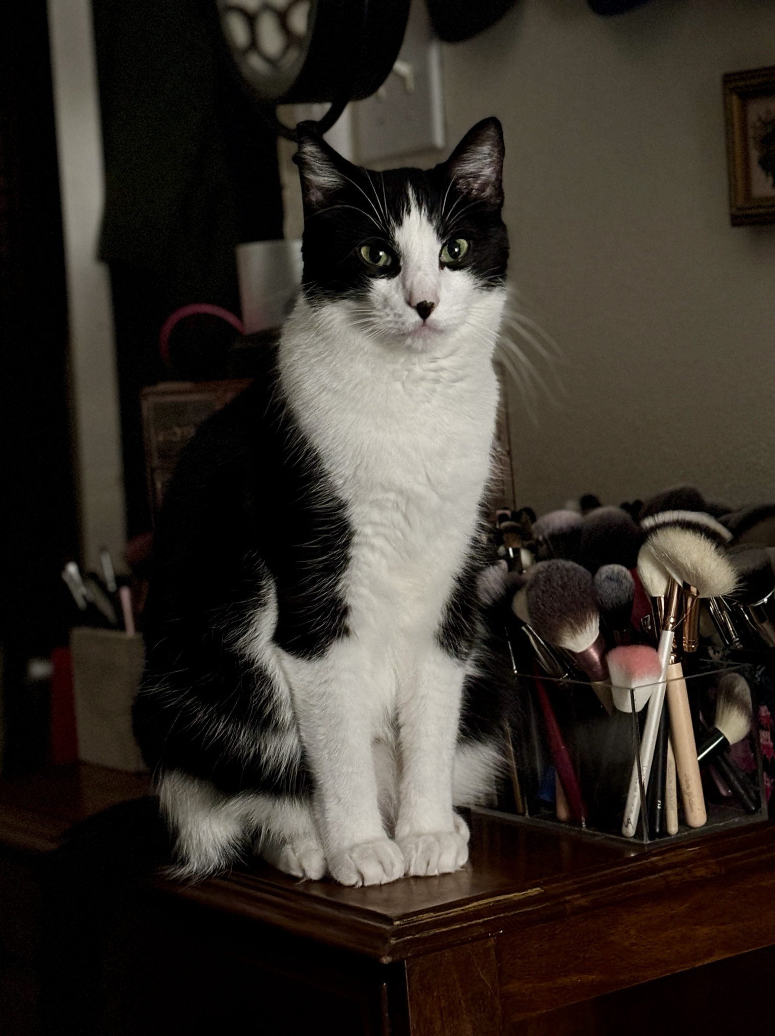 Karl: The Ultimate Photogenic Star