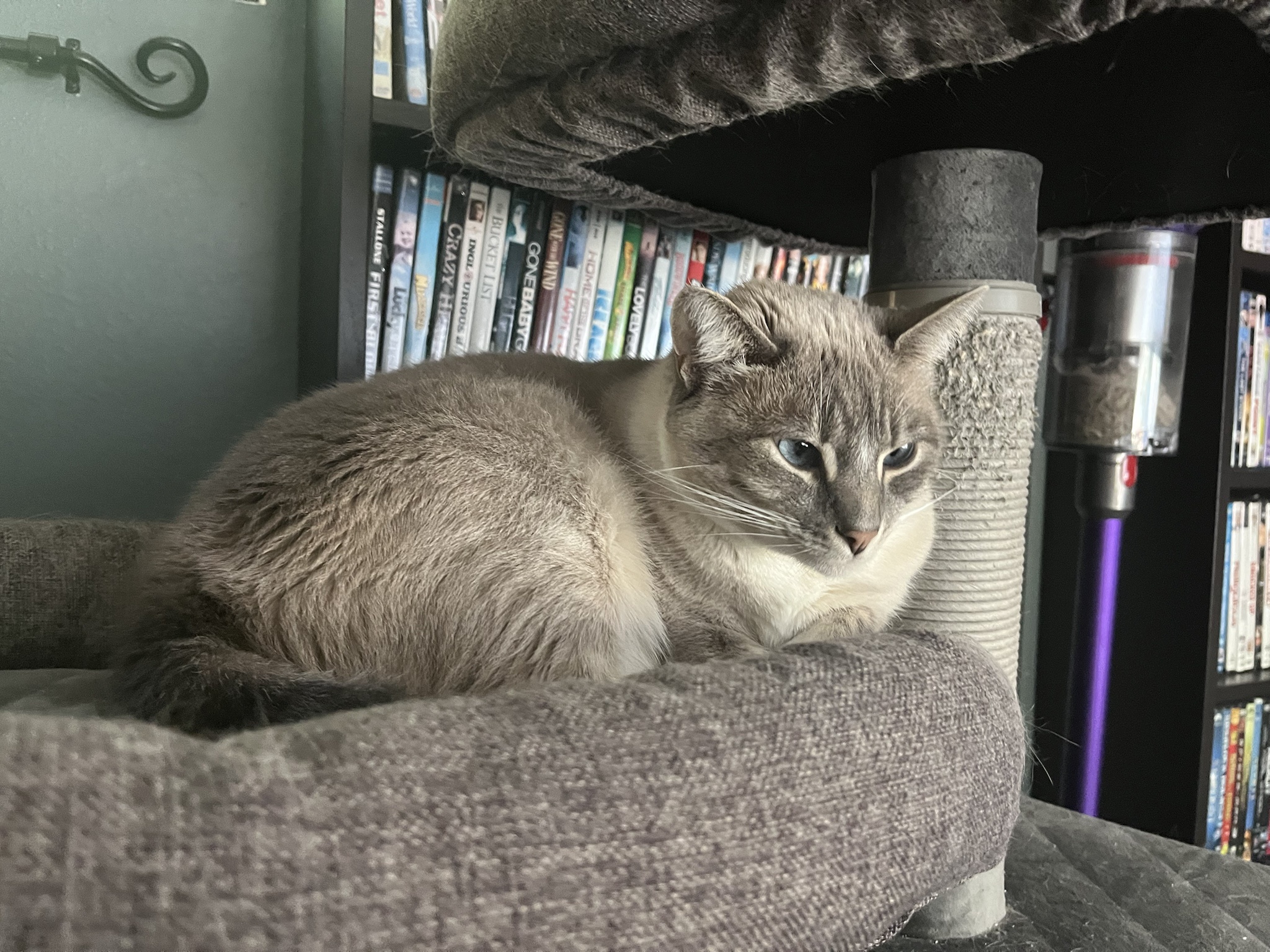 Daily Dose of Ivy: Cat Chronicles Day 335