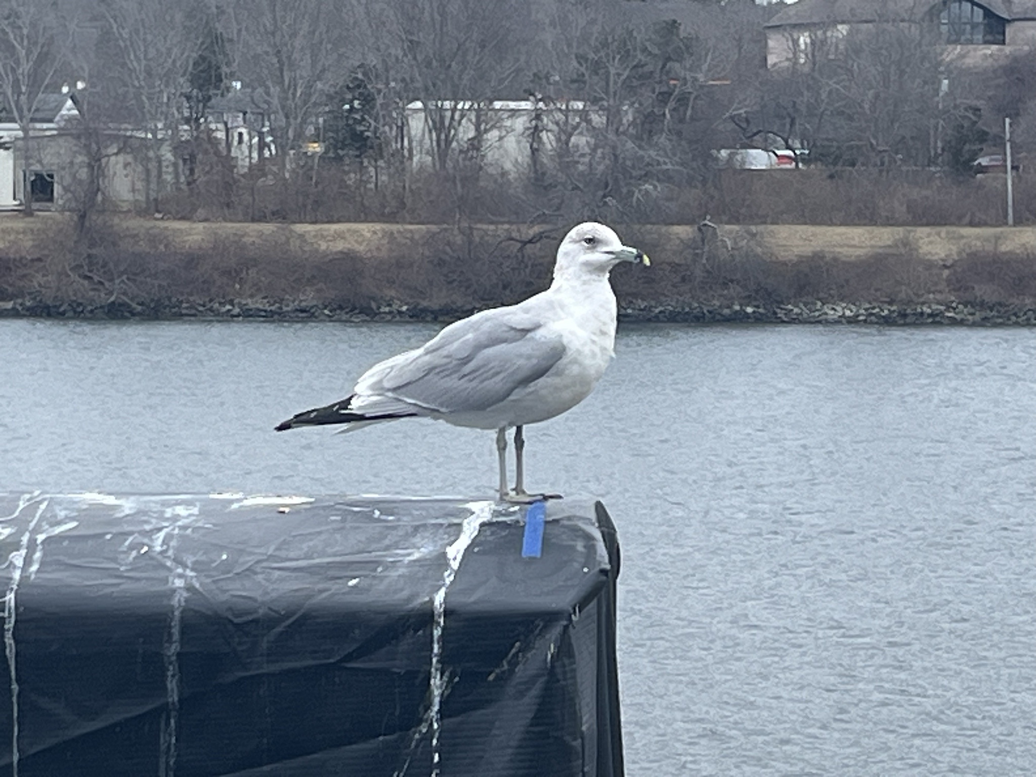 A seagull enjoying a peaceful moment by the river