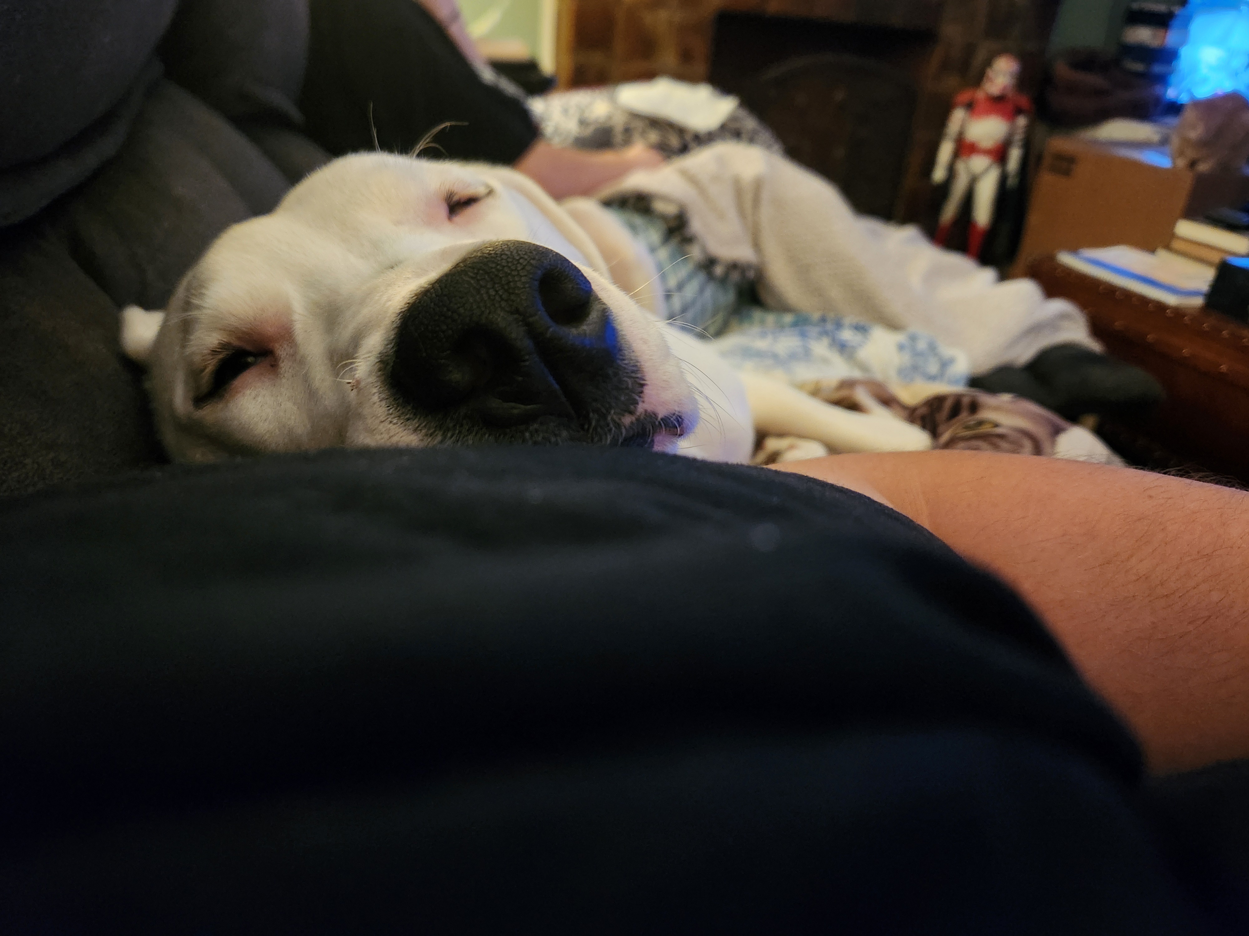 Celebrating My Cakeday with an Adorable Dog Photo Dump!