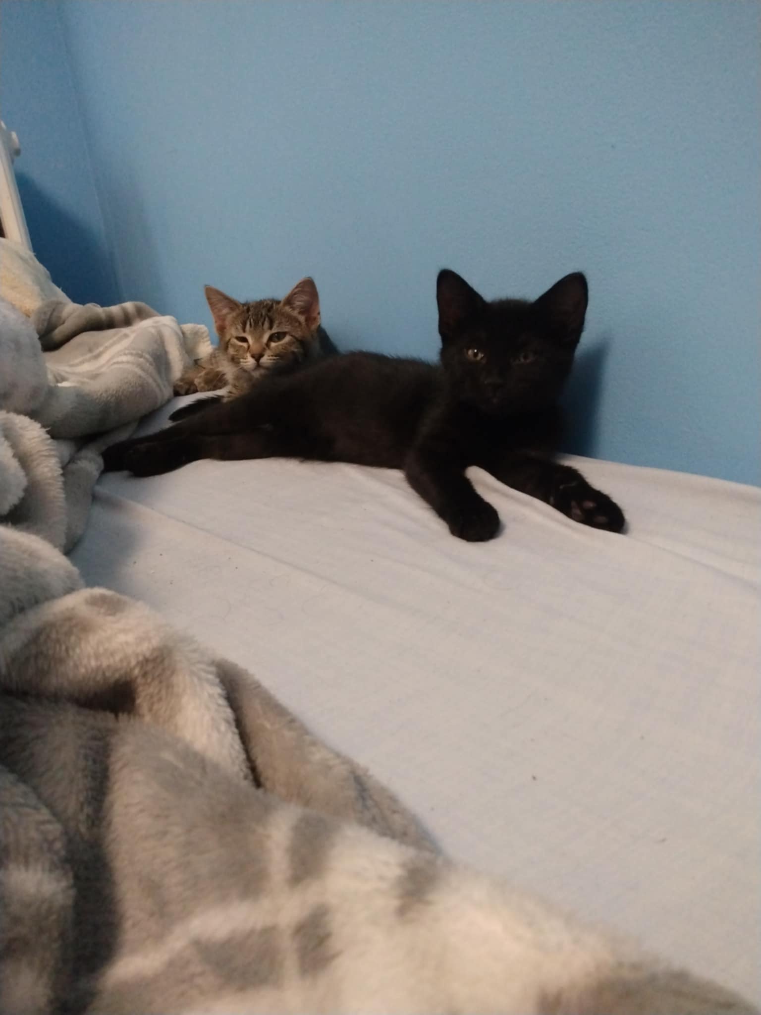 Celebrating the Joy of Caturday!
