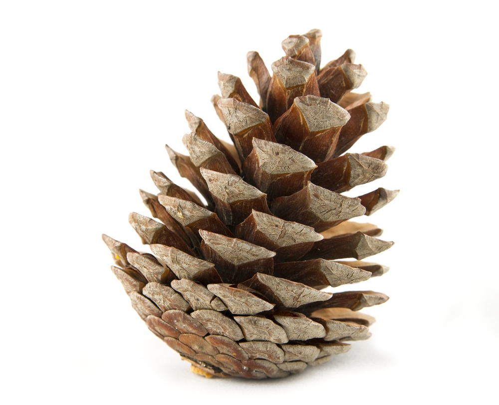 Let's rally for Team Pinecone!
