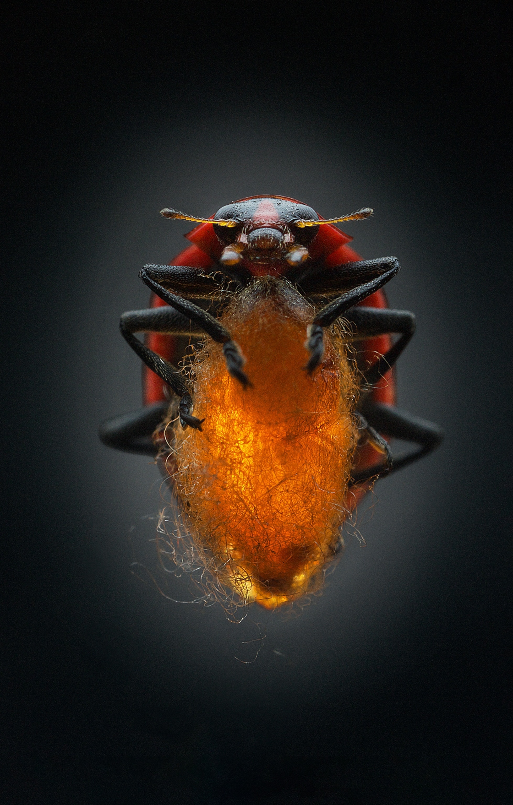 Parasitism in action: A wasp turns a ladybug into its 'zombie bodyguard'