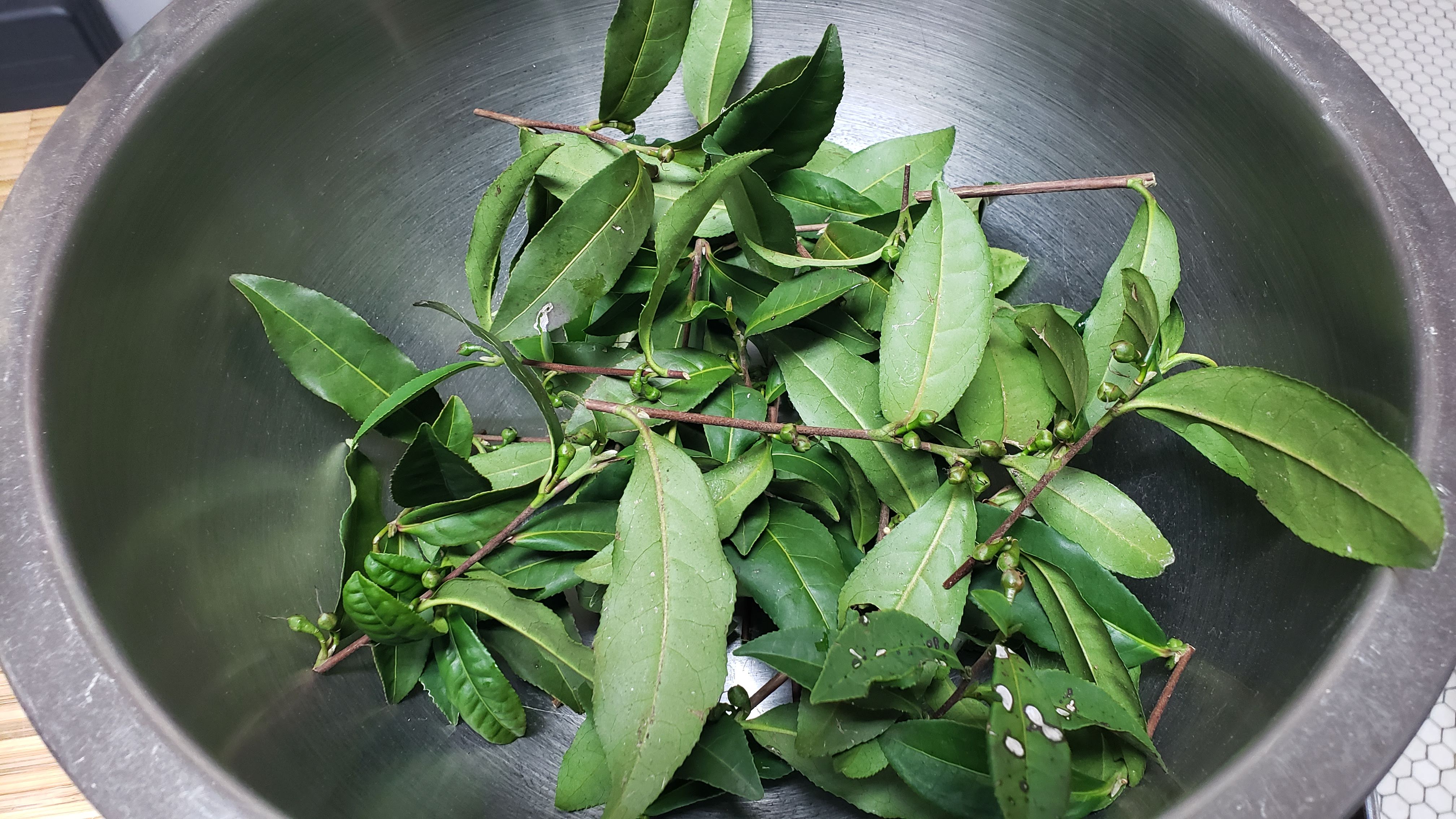 First Harvest of Pruning Tea Leaves: Crafting Small-Batch, Home-Grown Tea