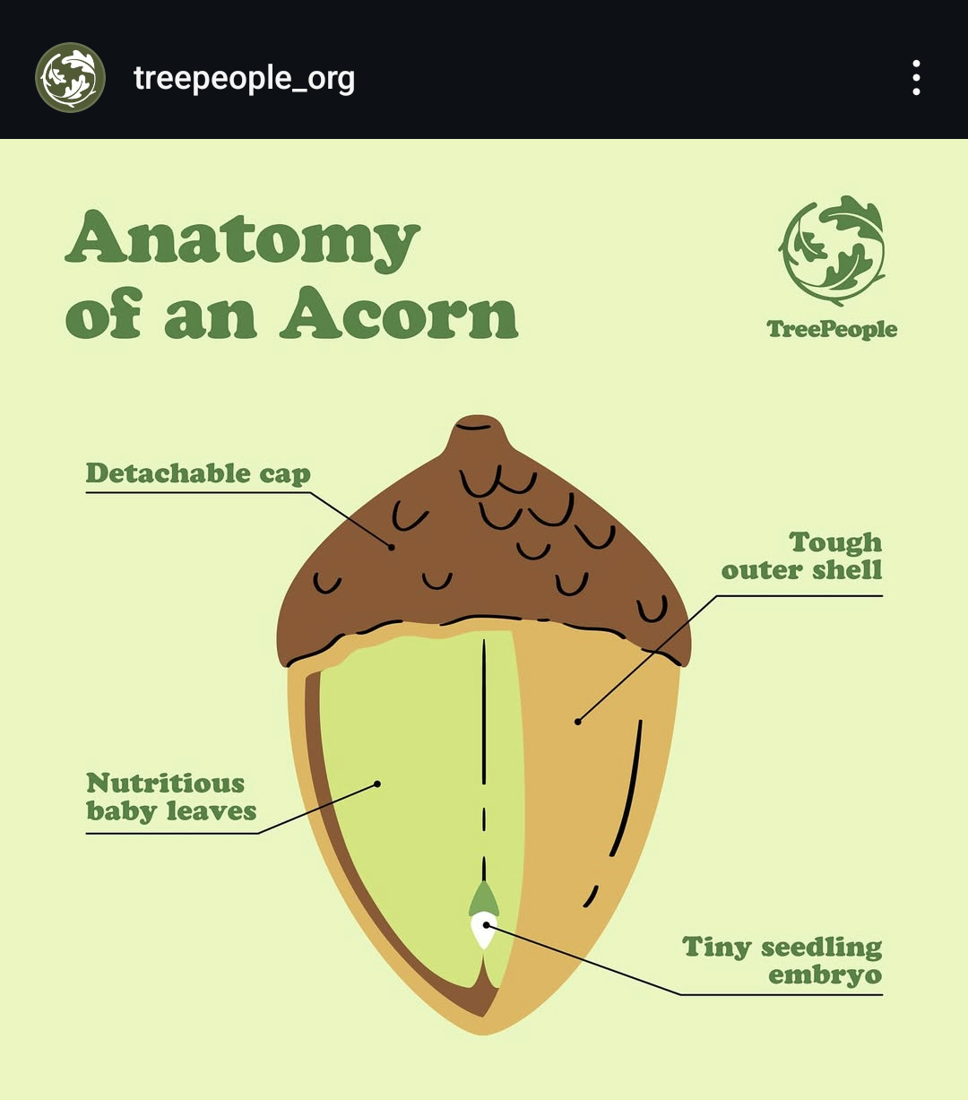 Acorns: The Coolest Nuts on the Block
