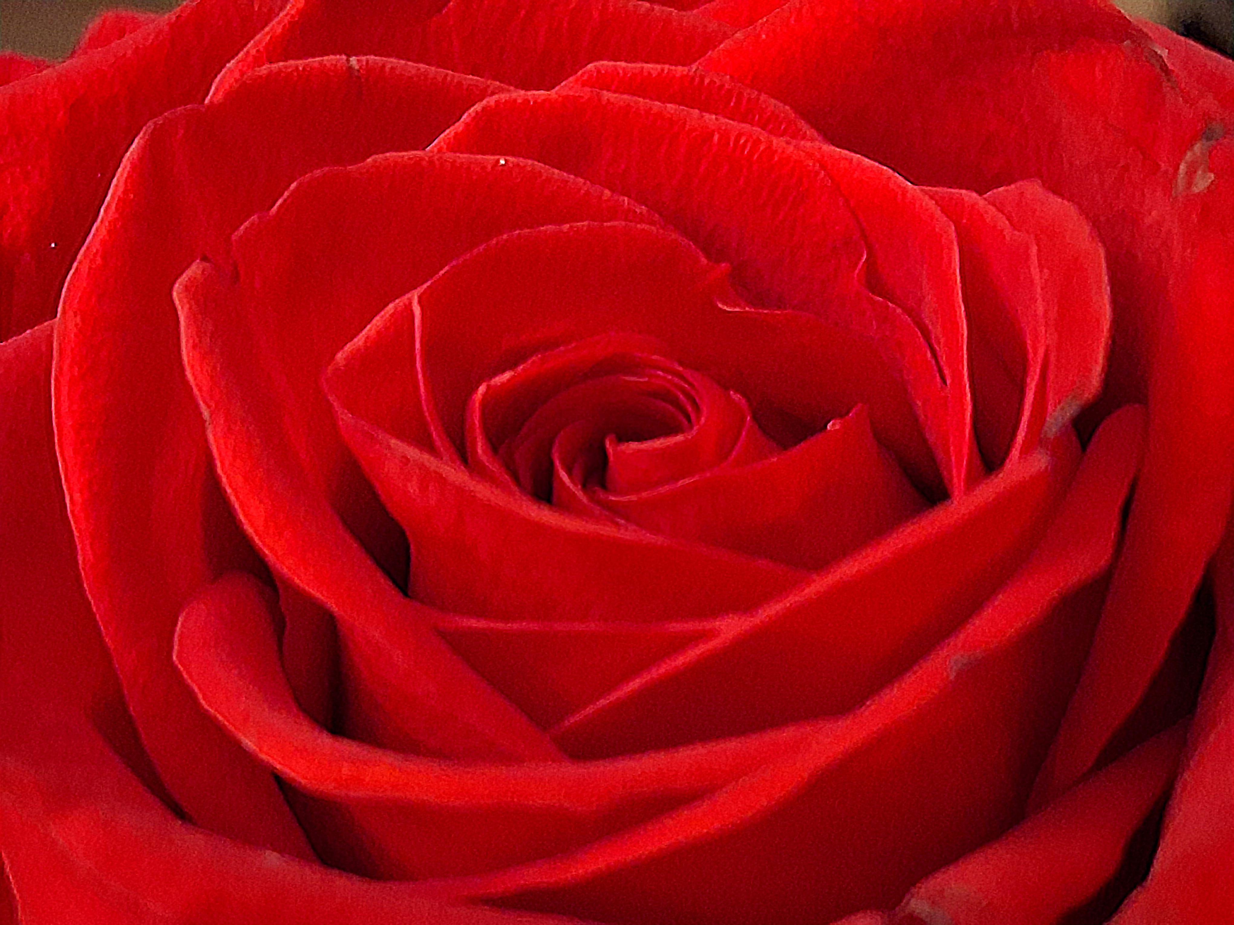 The Enigmatic Beauty of the Red Rose