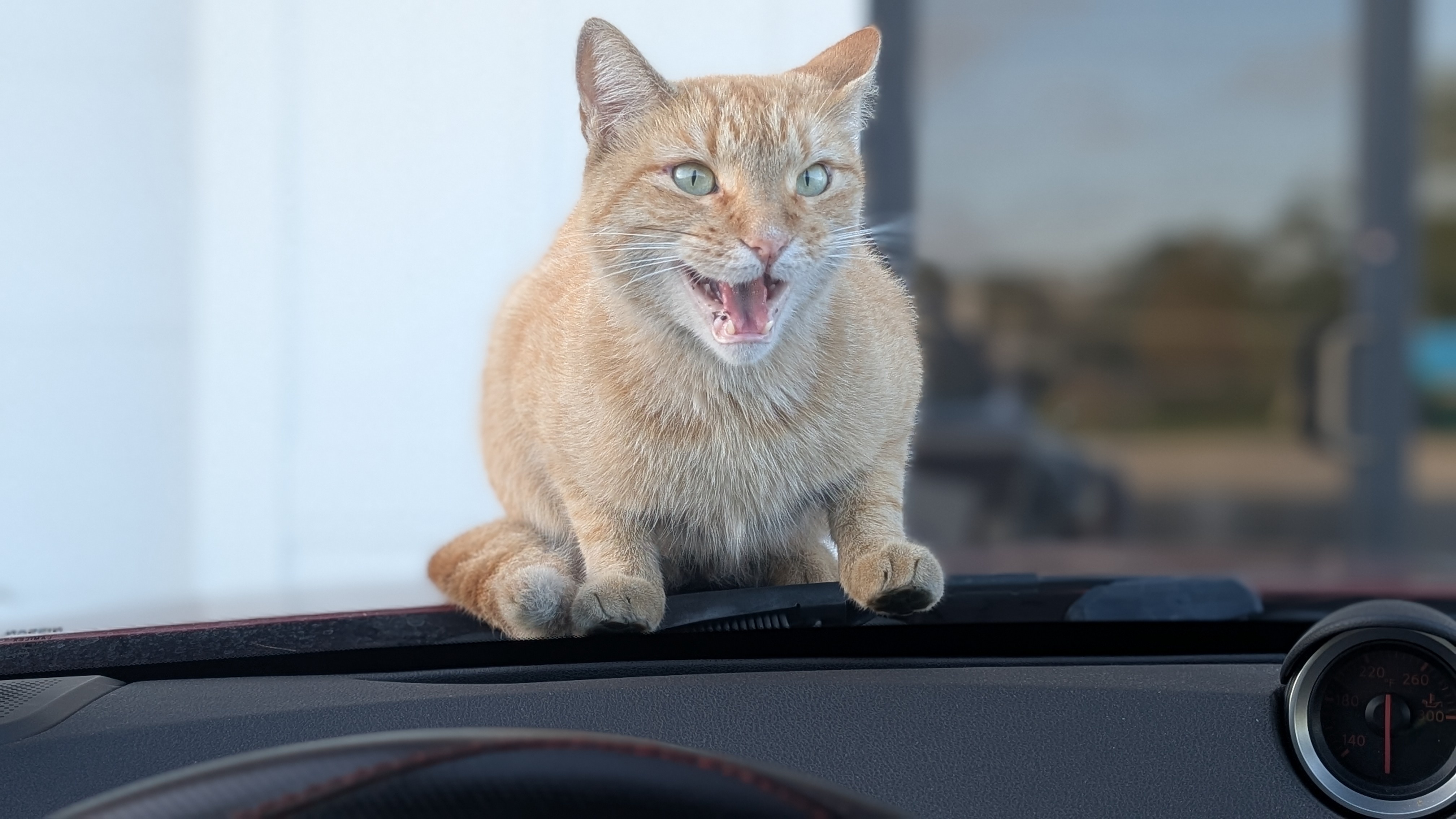 I Gave It My All: I Said Rawr!