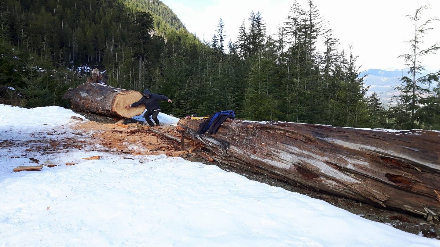 Ancient Forests: The Old Growth Wonders