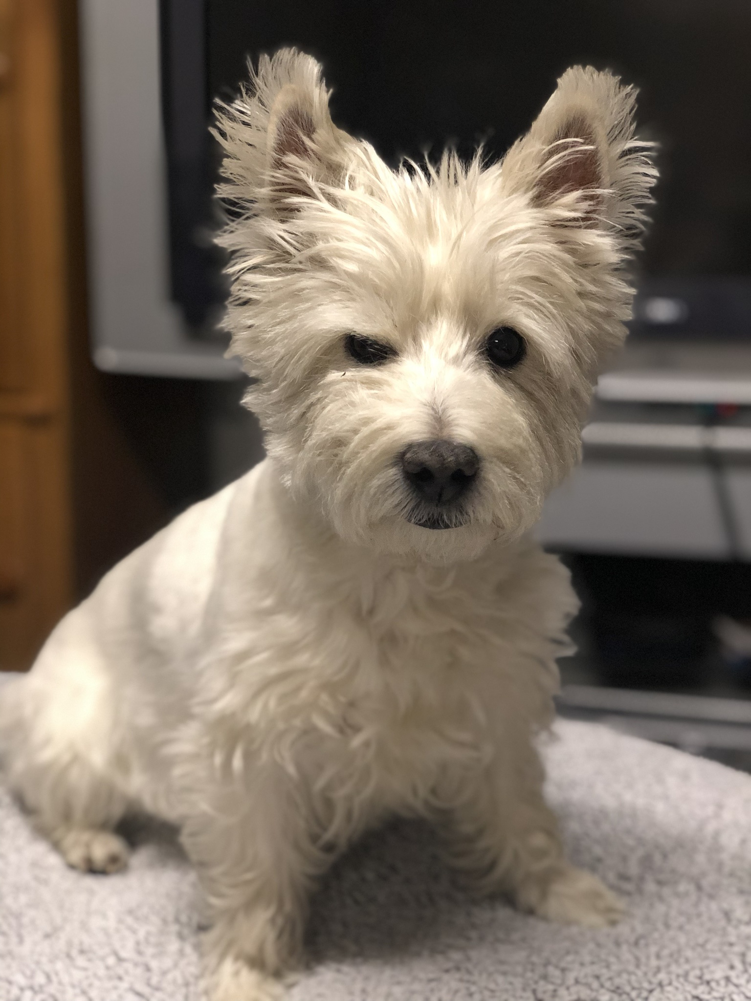 Meet my westie bestie: Princess Lily Bella!