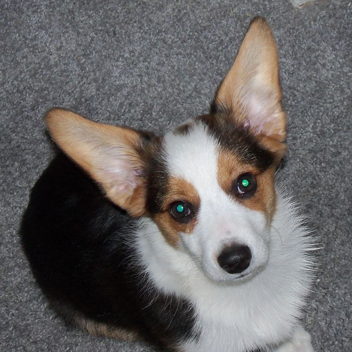 Meet Bruce, the adorable mini Australian Shepherd and Corgi mix!