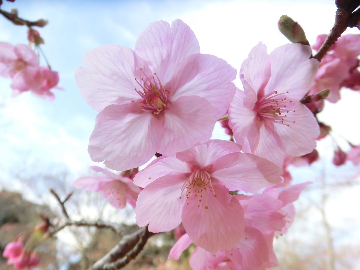 A Glimpse of Narita in March 2015