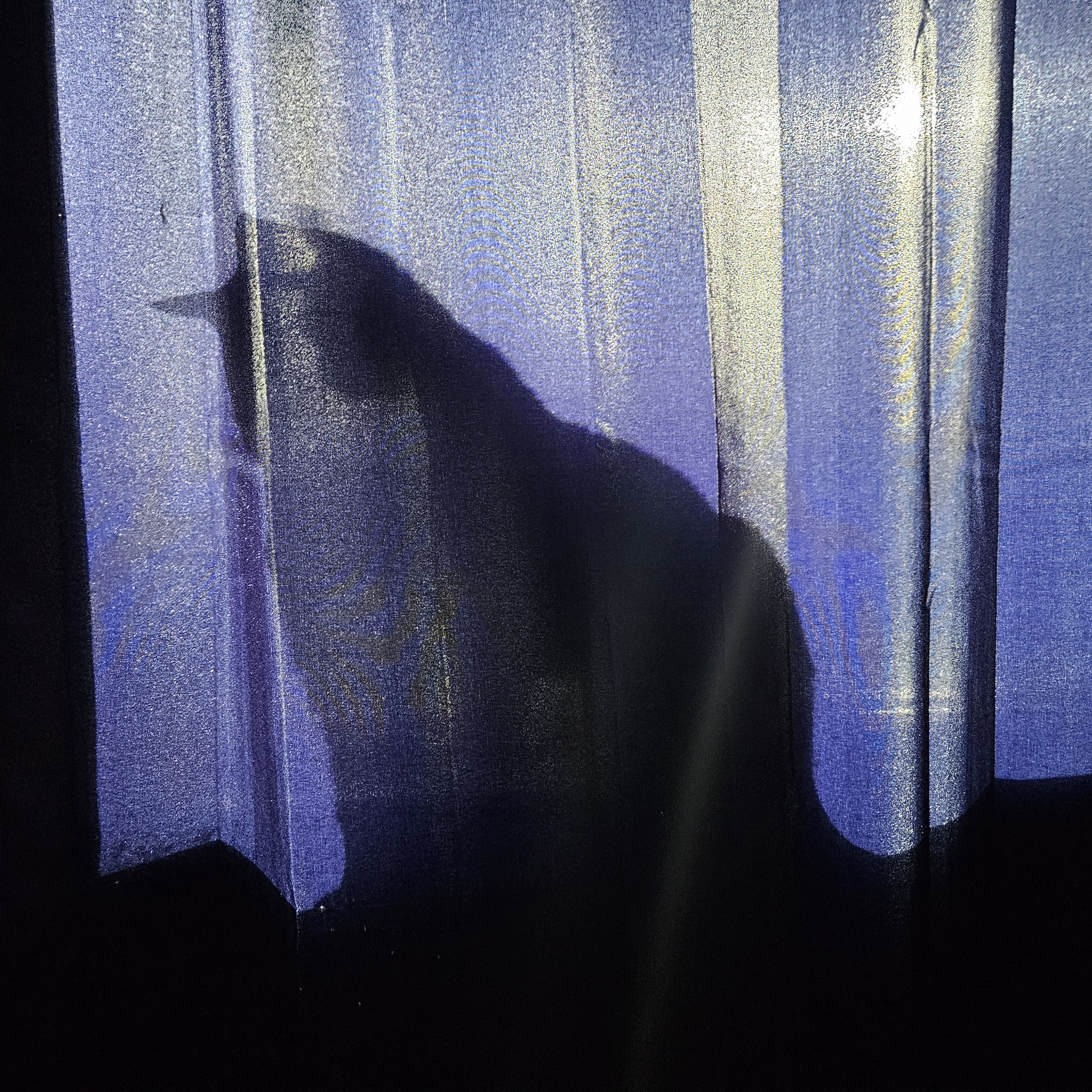 The Mysterious Shadow Cat